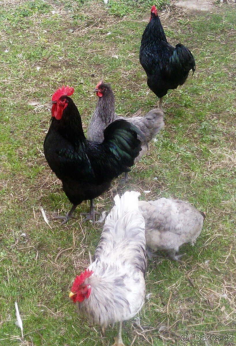 Mladí kohouti a slepice Žerzejský obr - Jersey gigant