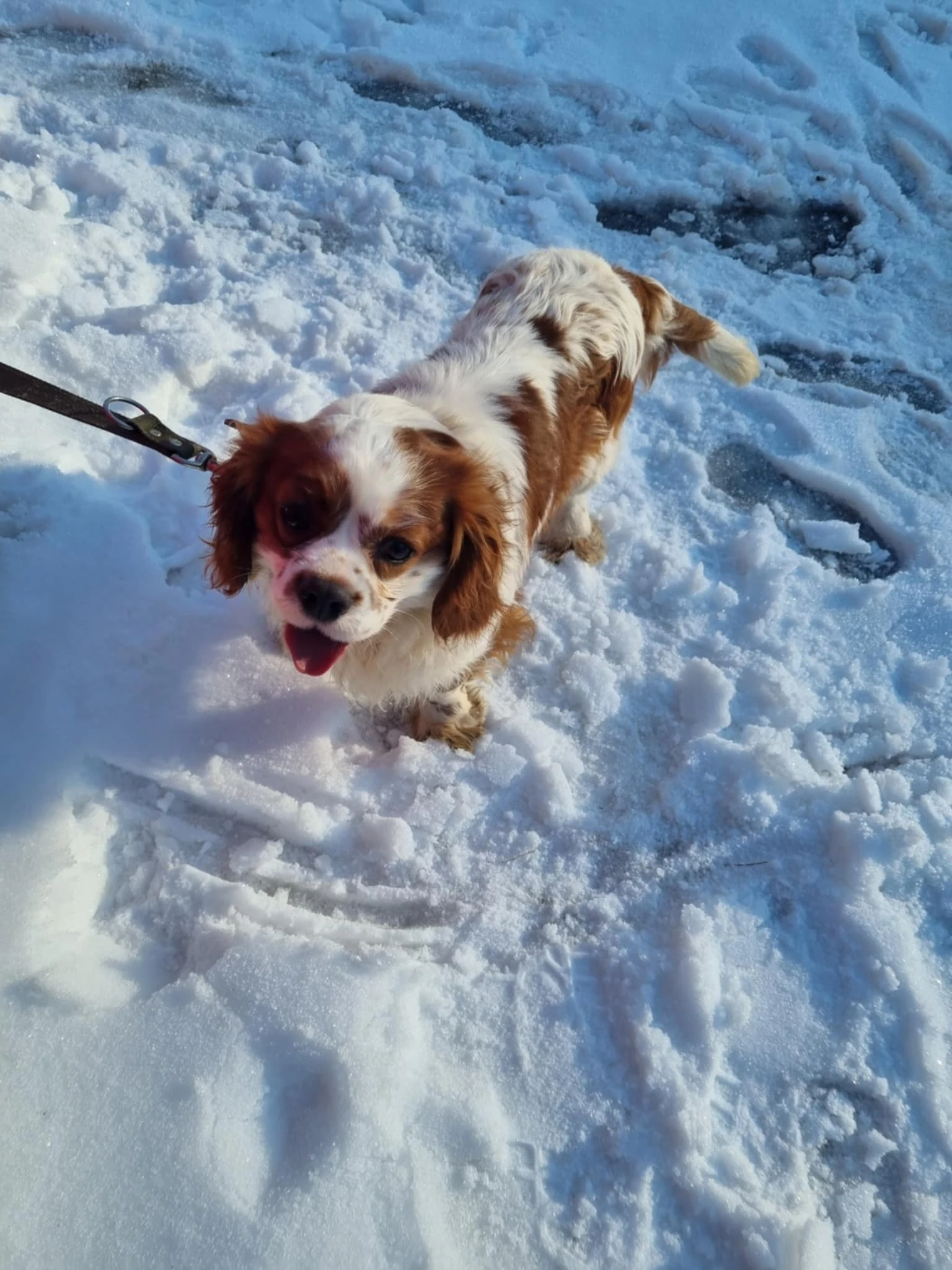 Pes typu kavalír king charles španěla