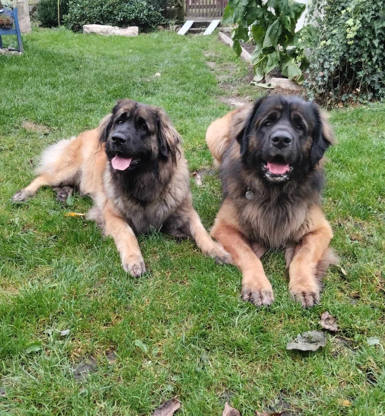 Leonberger - štěňata s PP