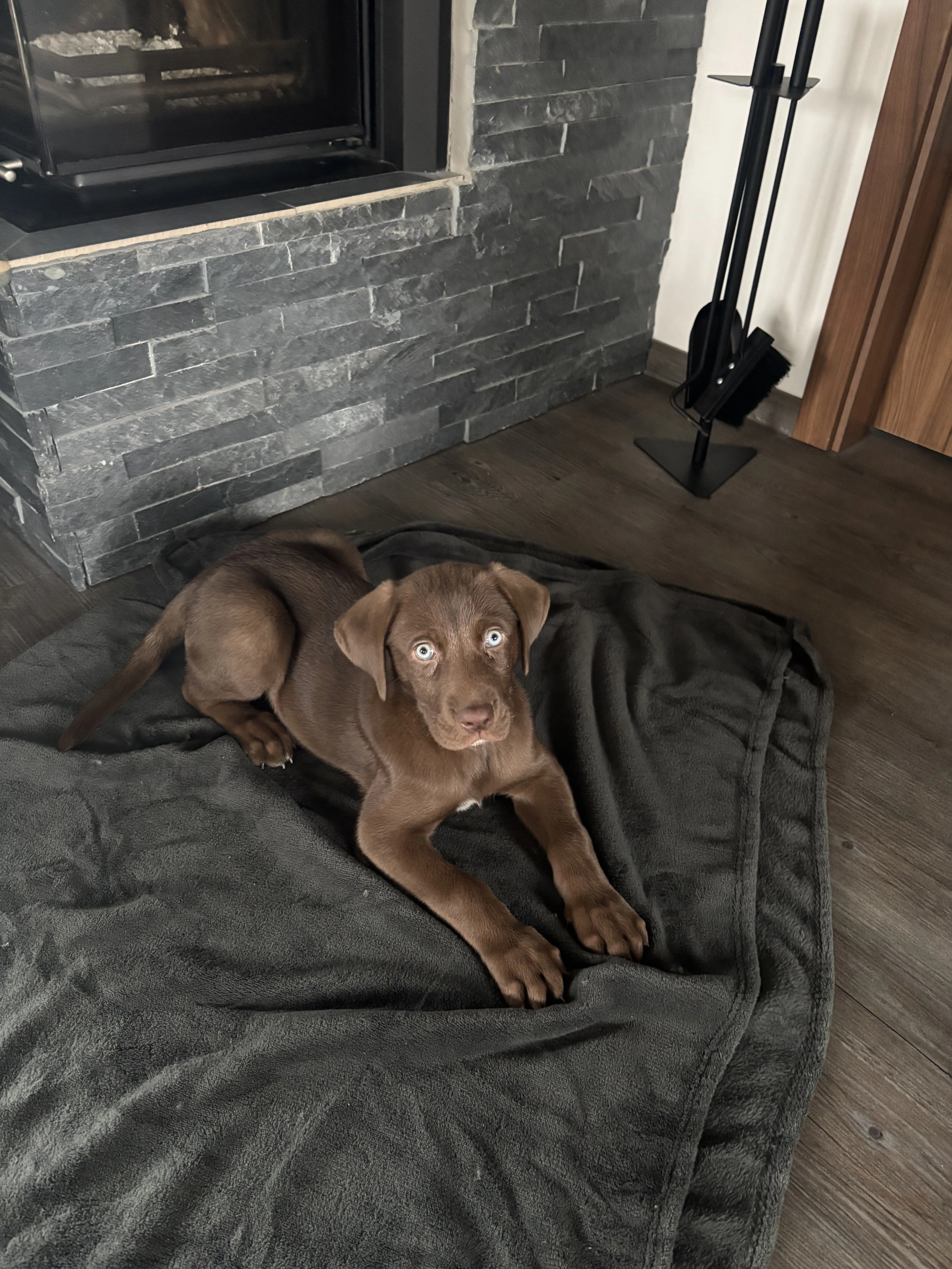 Výmarský ohař x Sibiřský husky