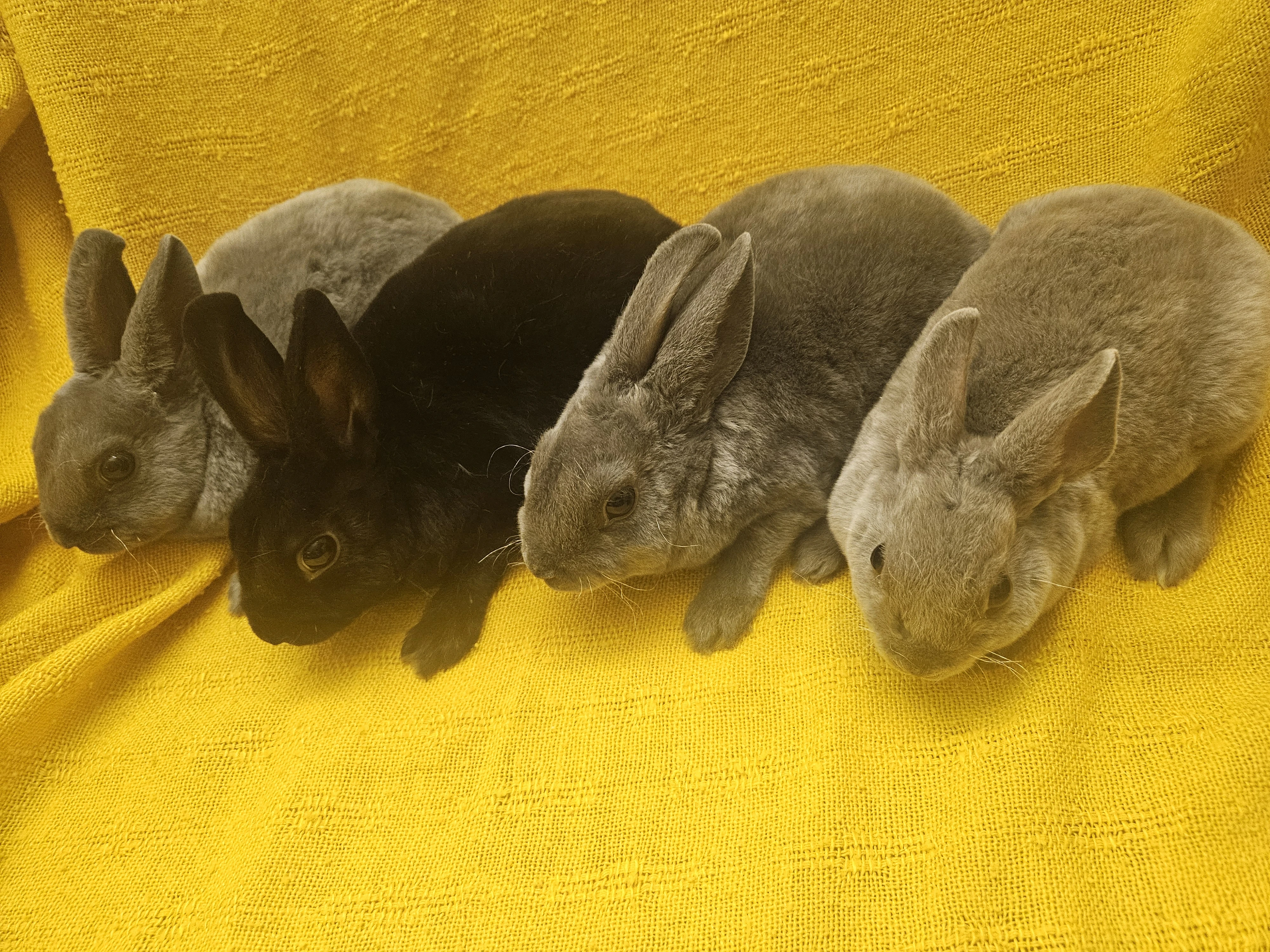 Zakrslý králíček