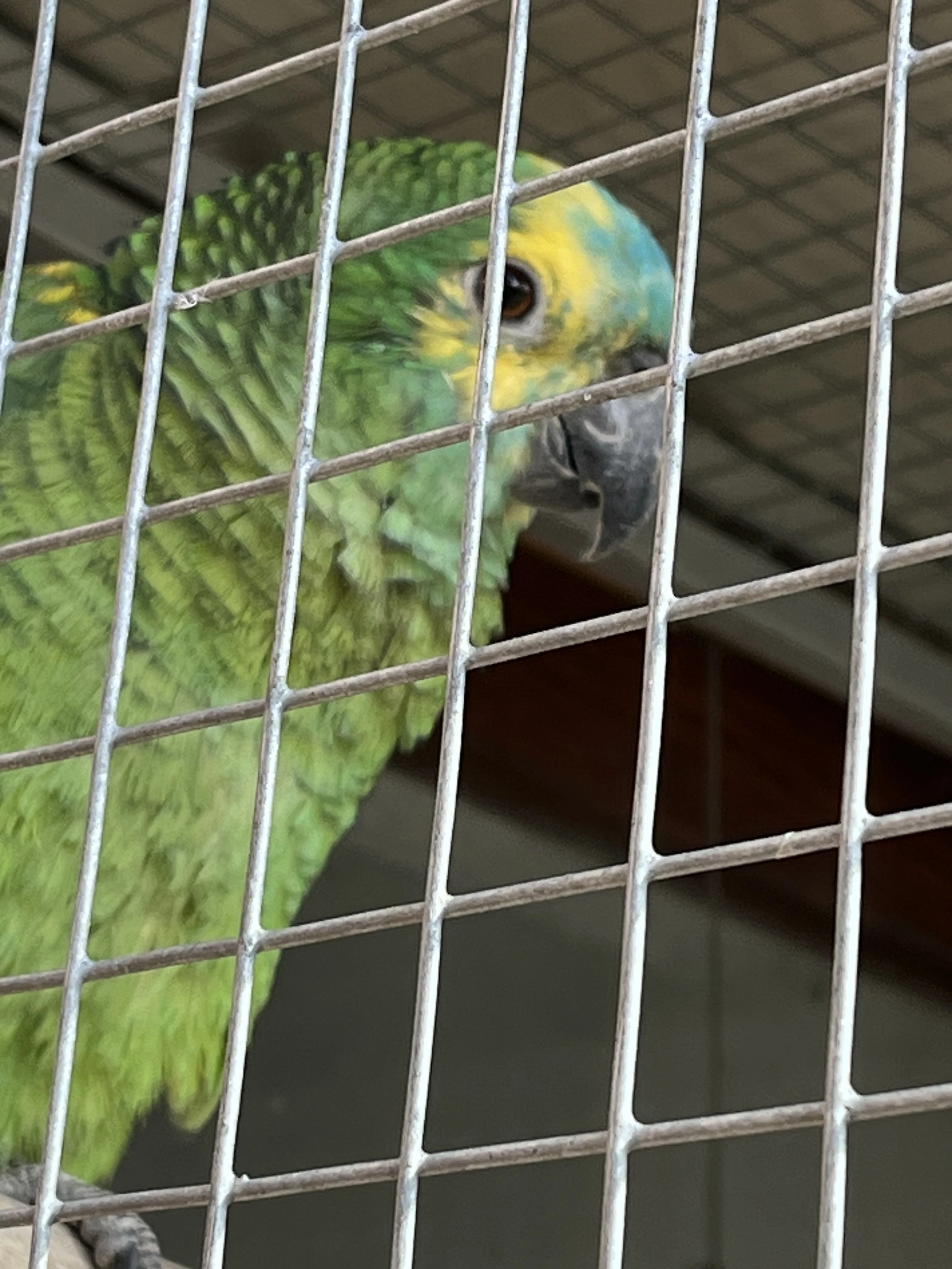 Amazoňan modročelý