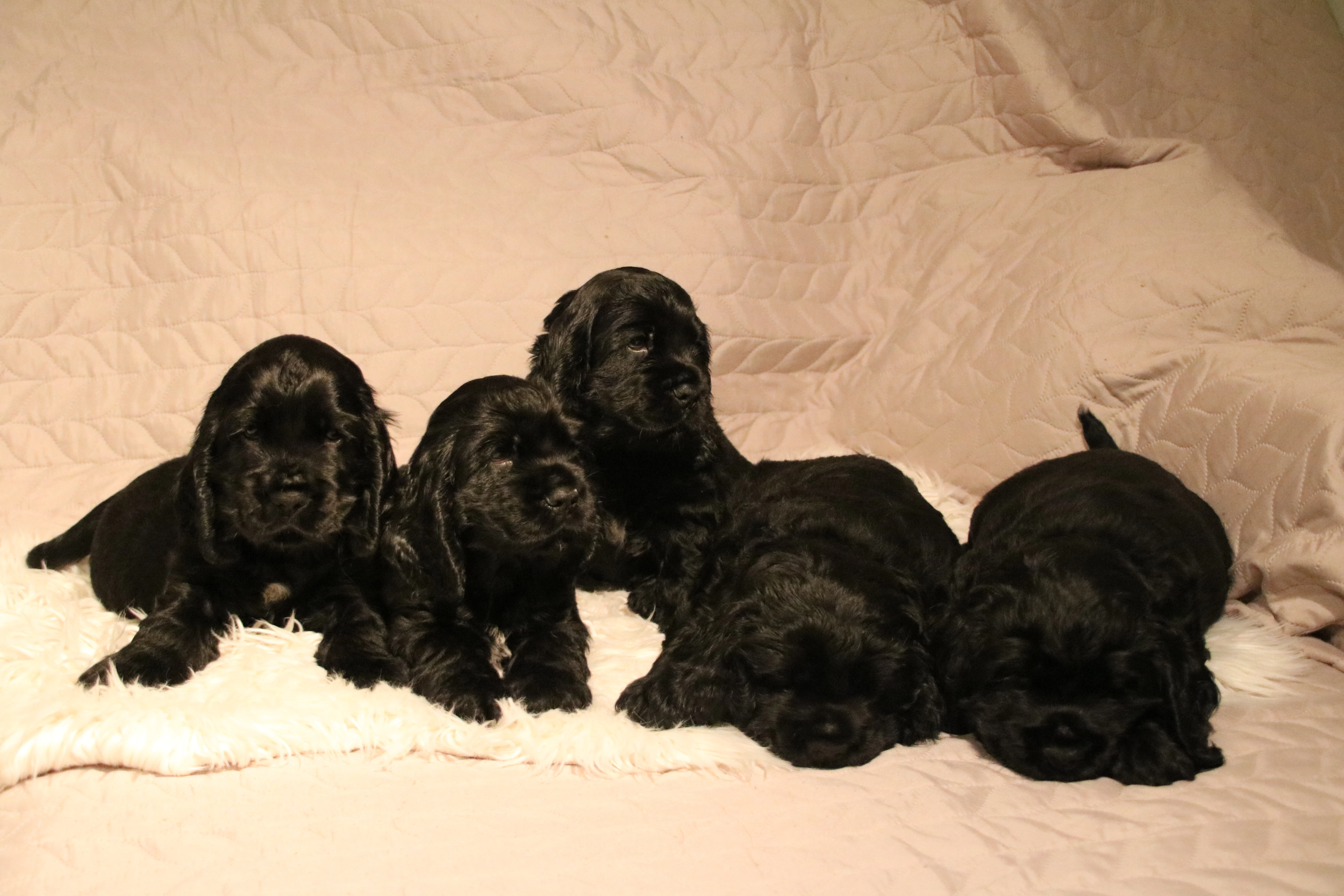 Štěňátka anglického kokršpaněla hledájí domov – CHS Benji's Memory