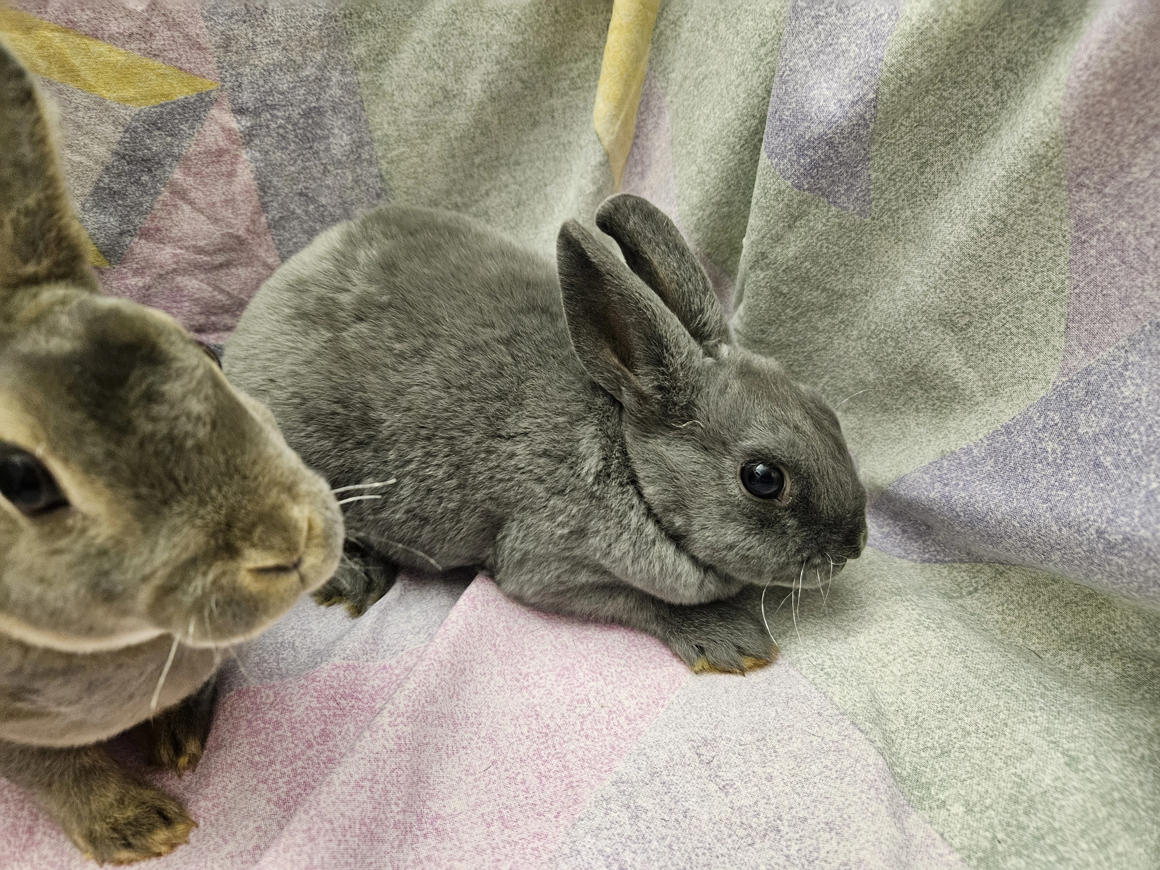 Zakrslý králíček