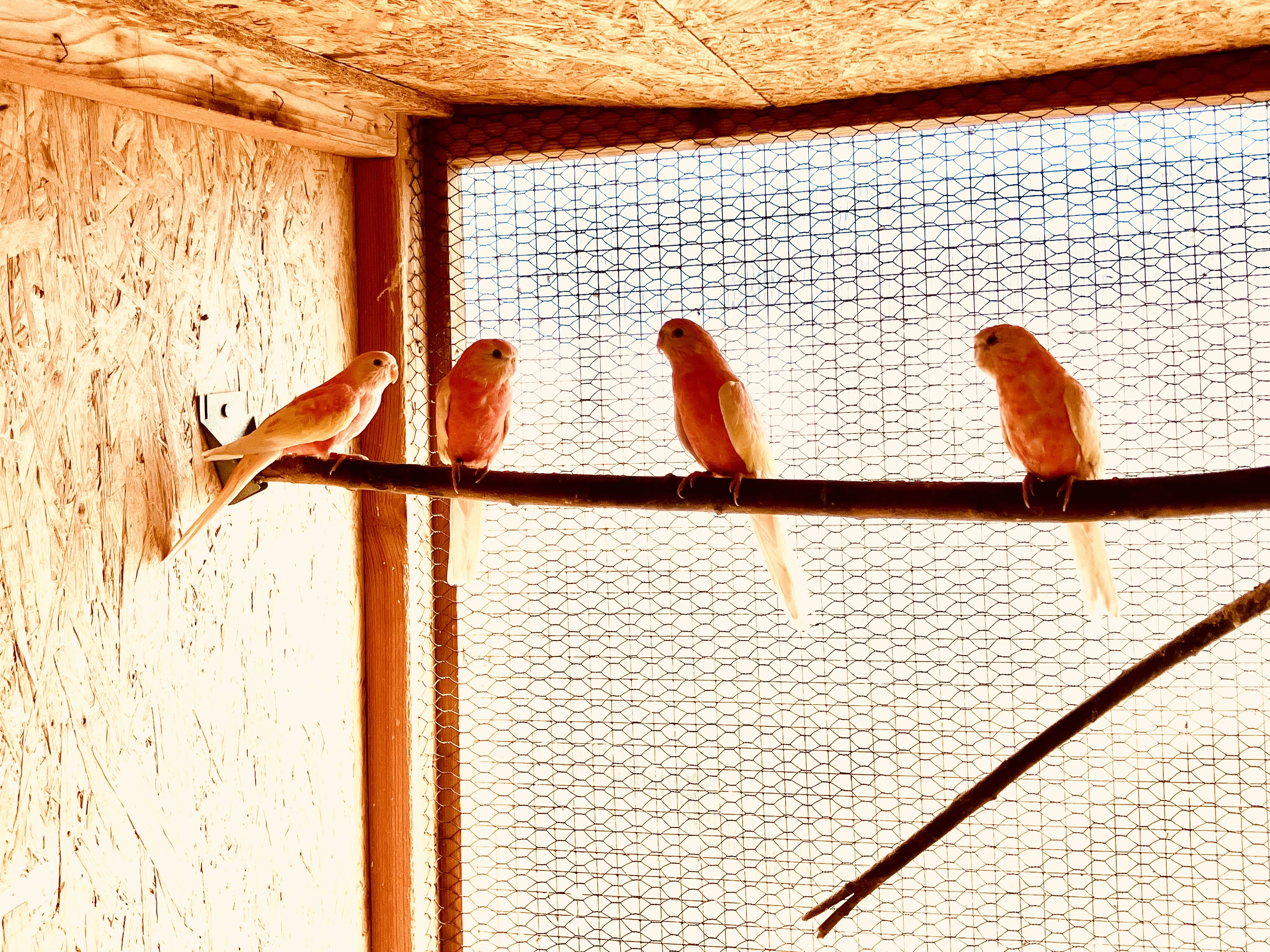 Prodám 1.3 neofémy bourky