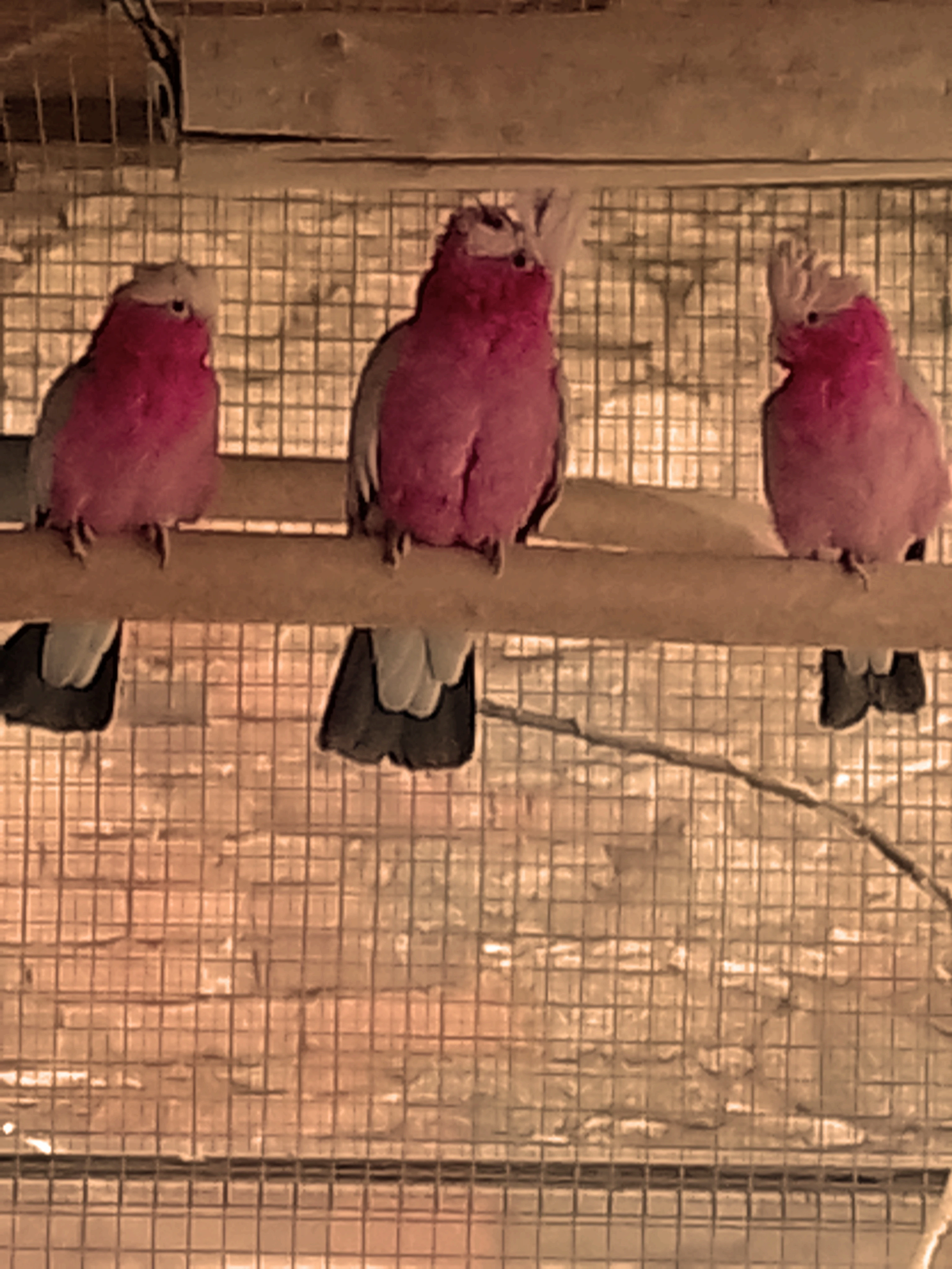 Prodám samičku Kakadu růžový.