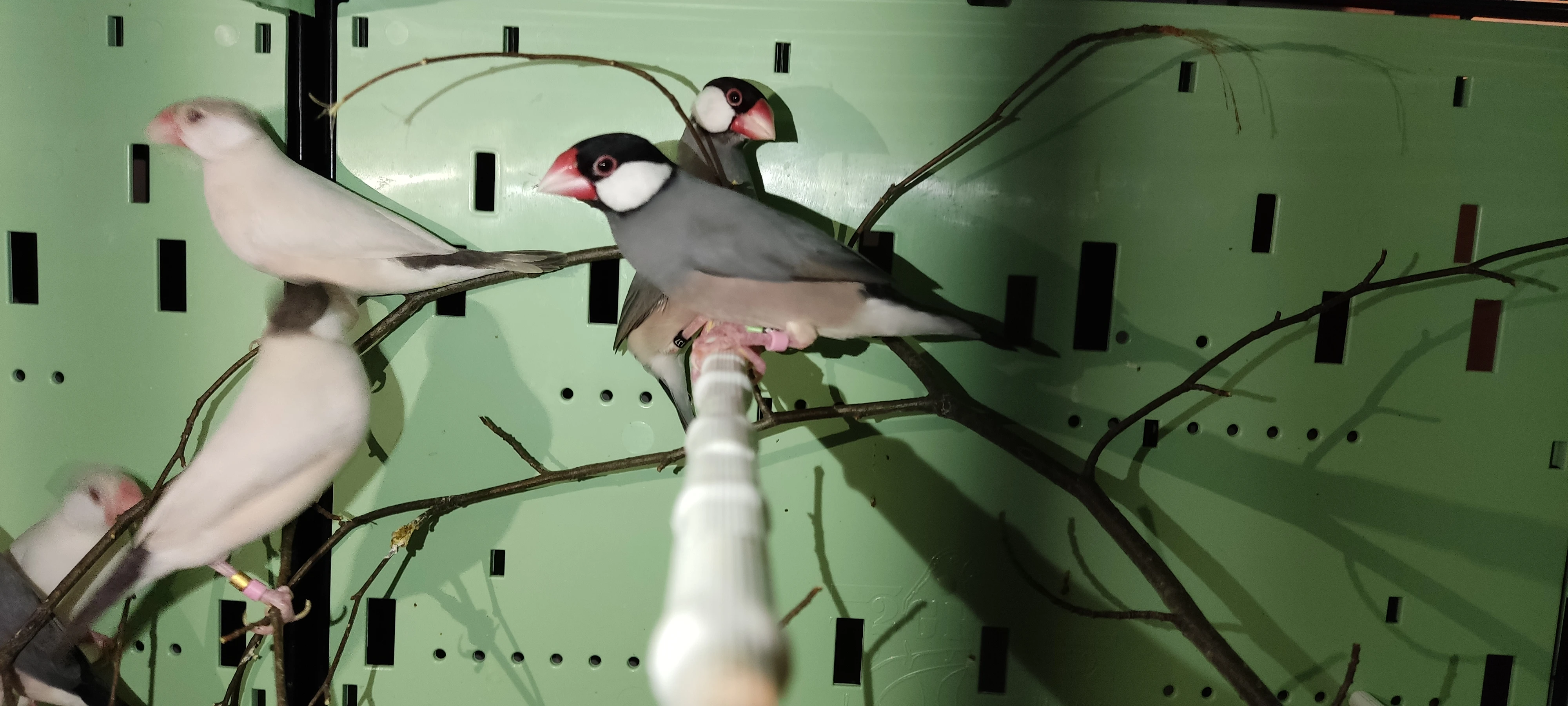 Prodám mladé rýžovníky šedé