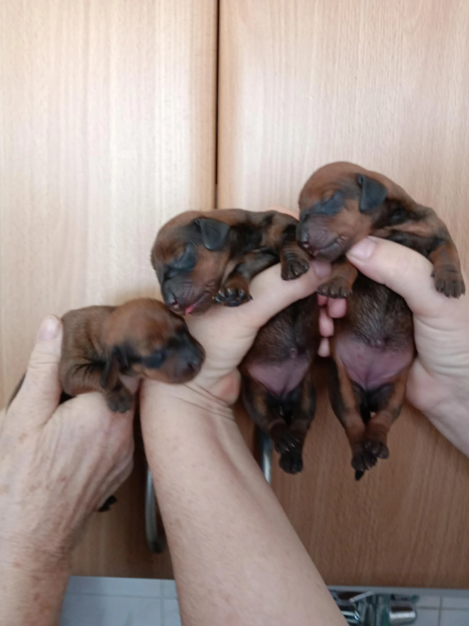 Jezevčík - štěňata