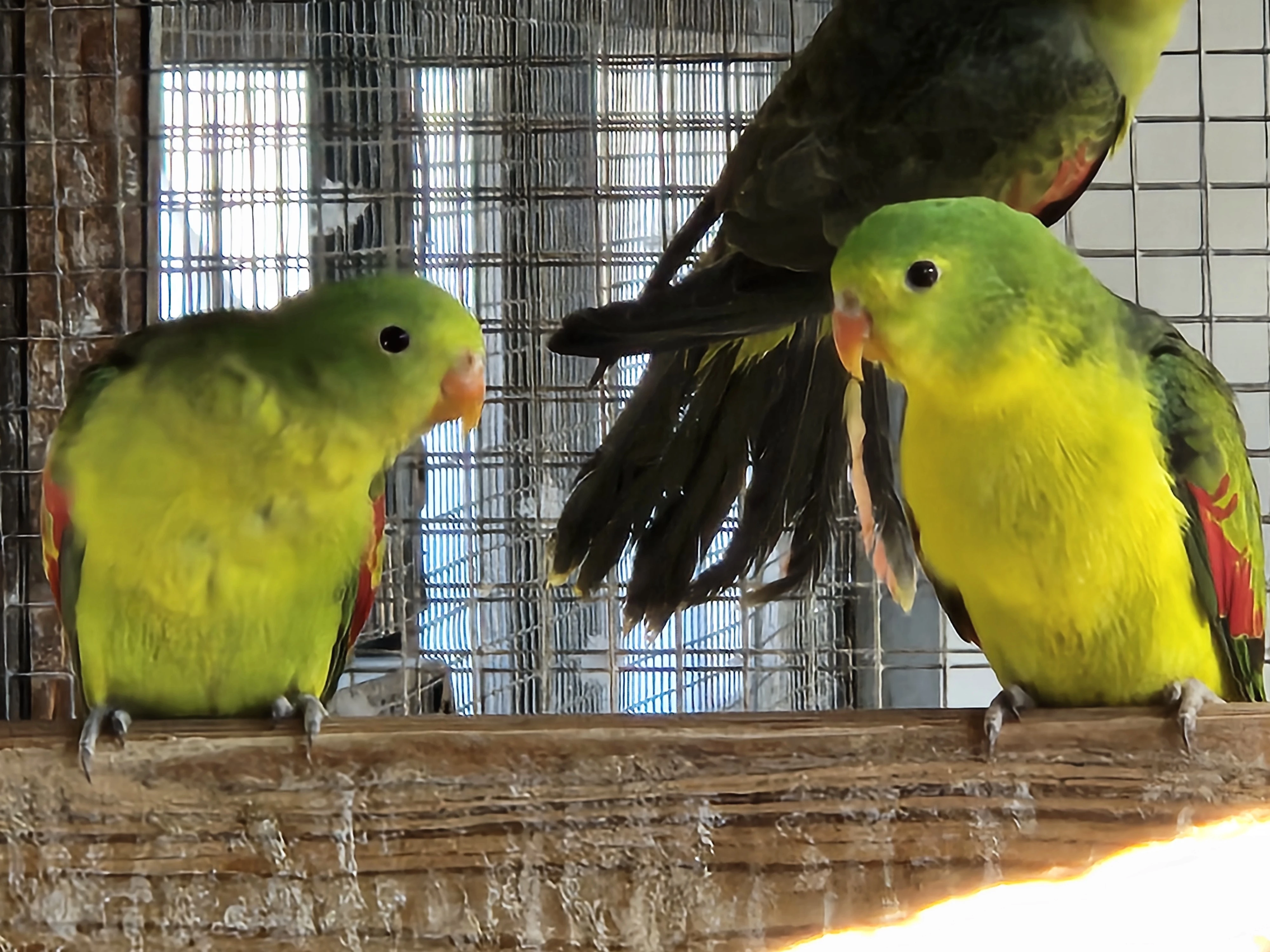 Papoušek červenokřídlý šedozelený/žlutý