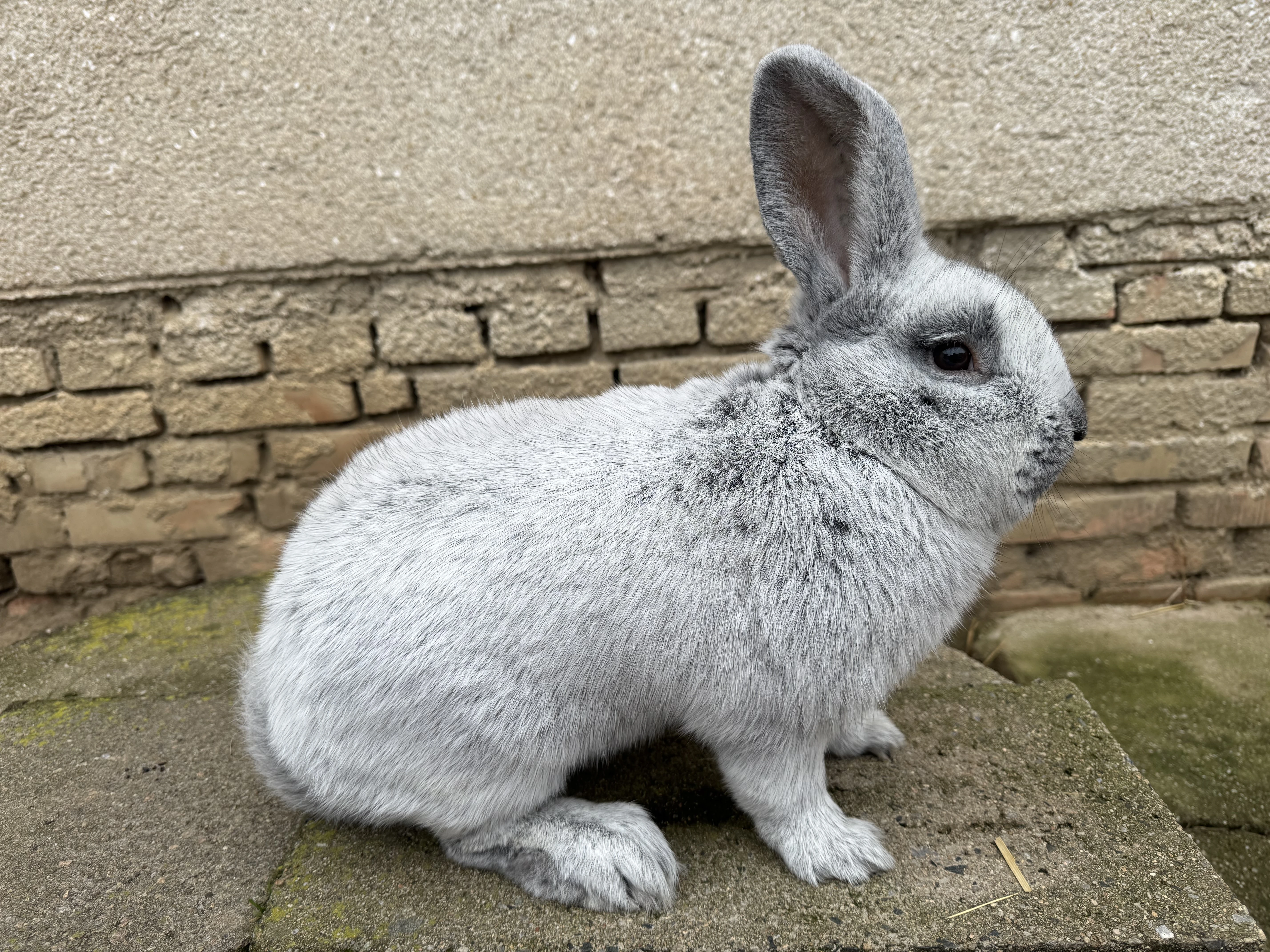 Samec Velky svetly stribrity