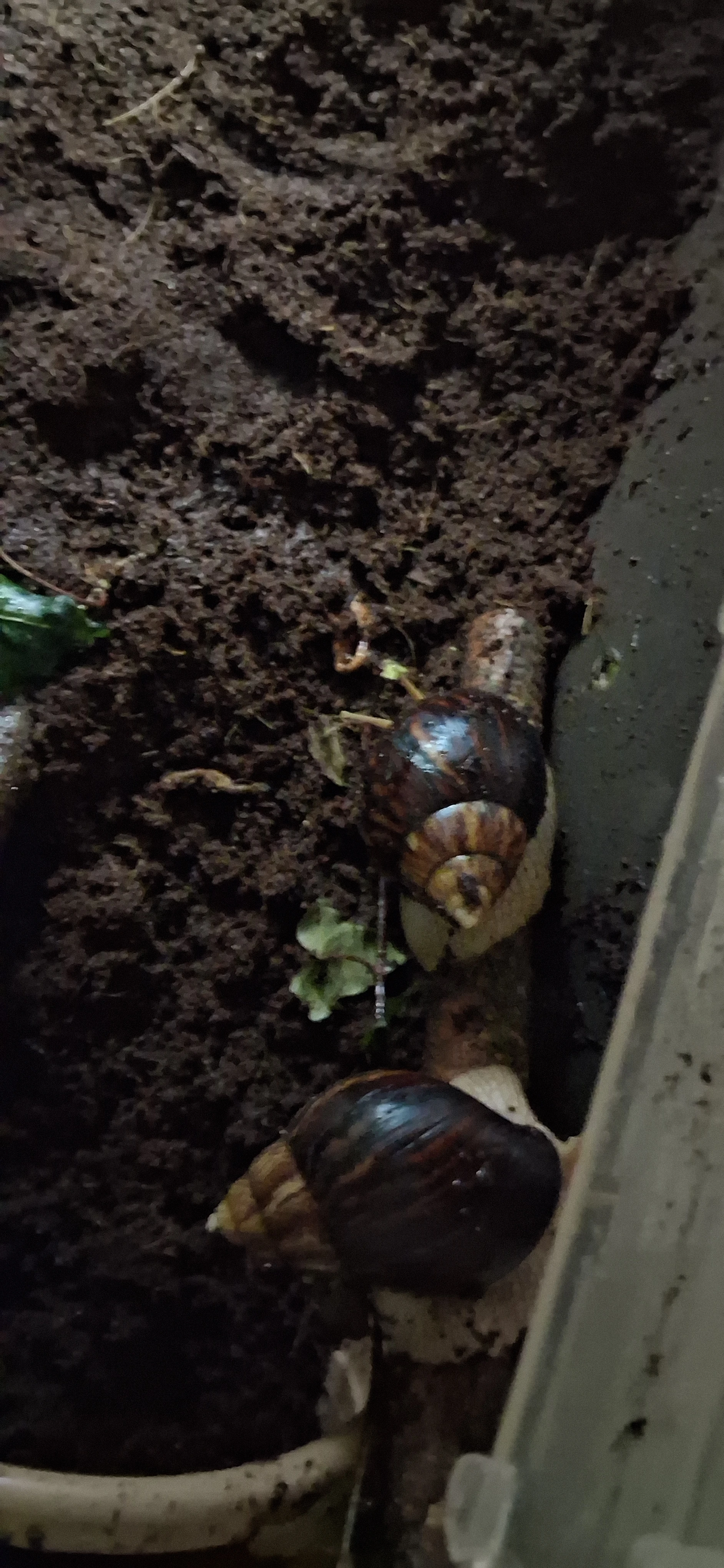 Lissachatina immaculata