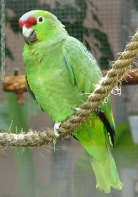 Amazoňan čelenkový