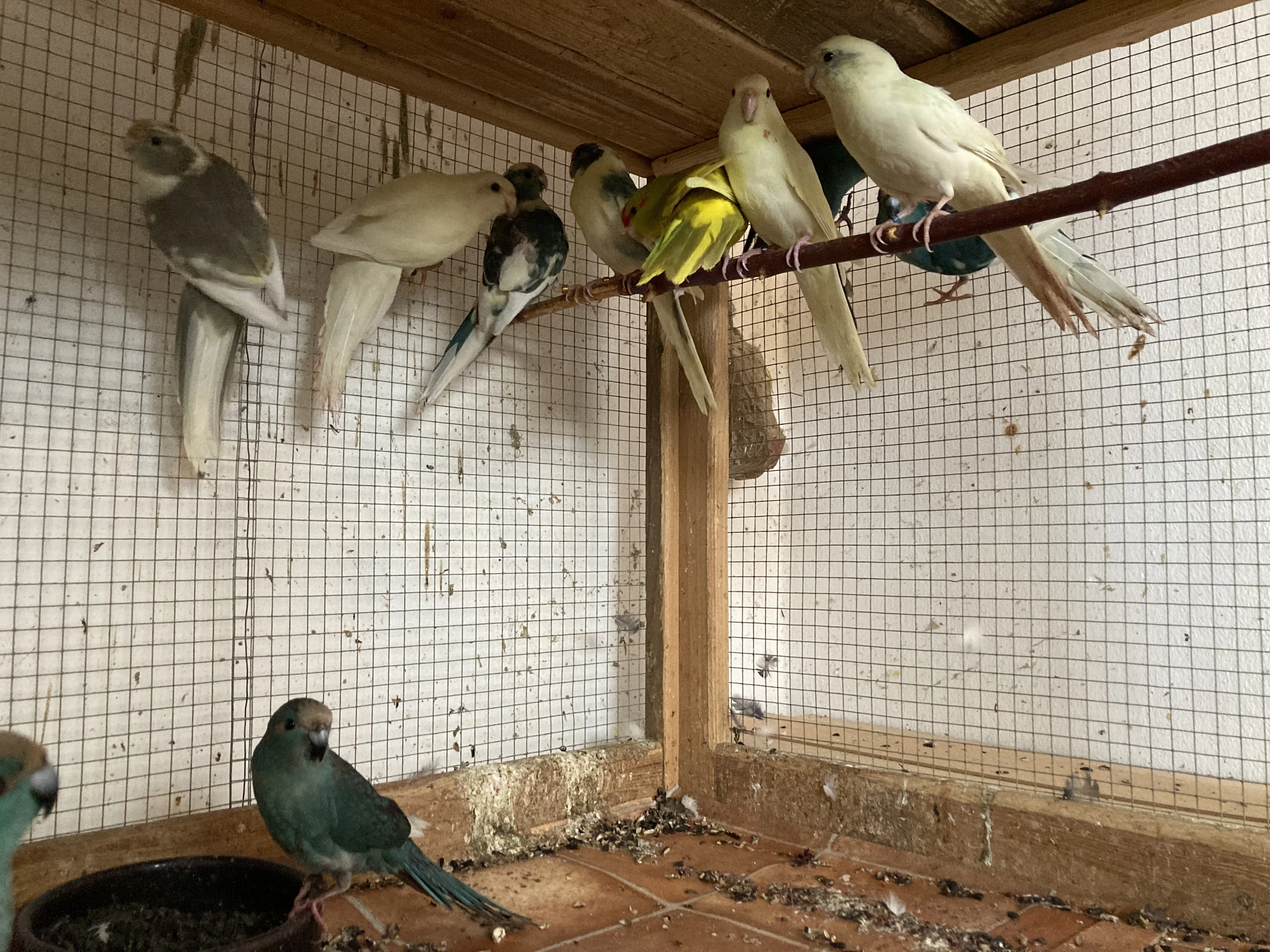 Kakariki červenočelý