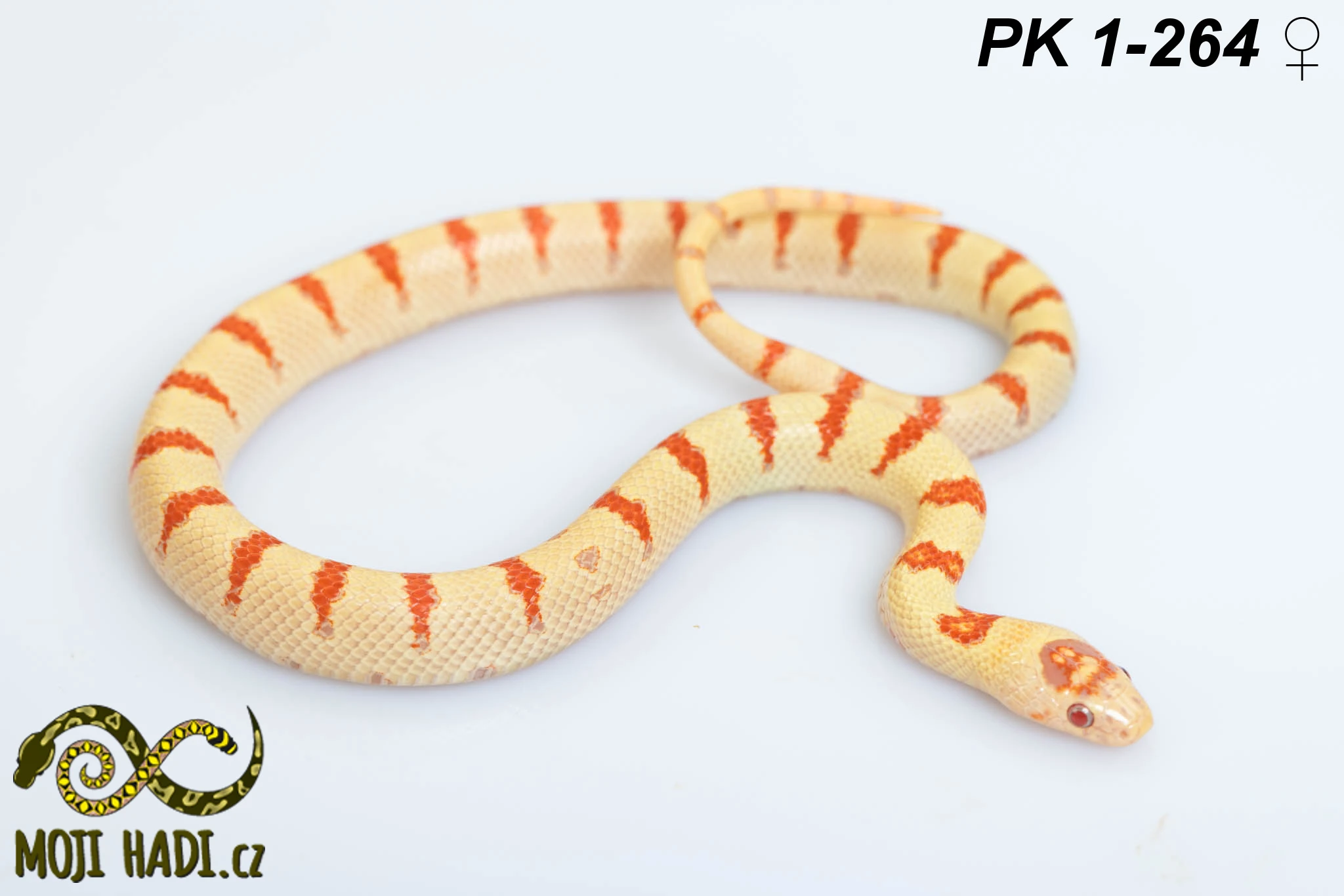 Lampropeltis Pastelking