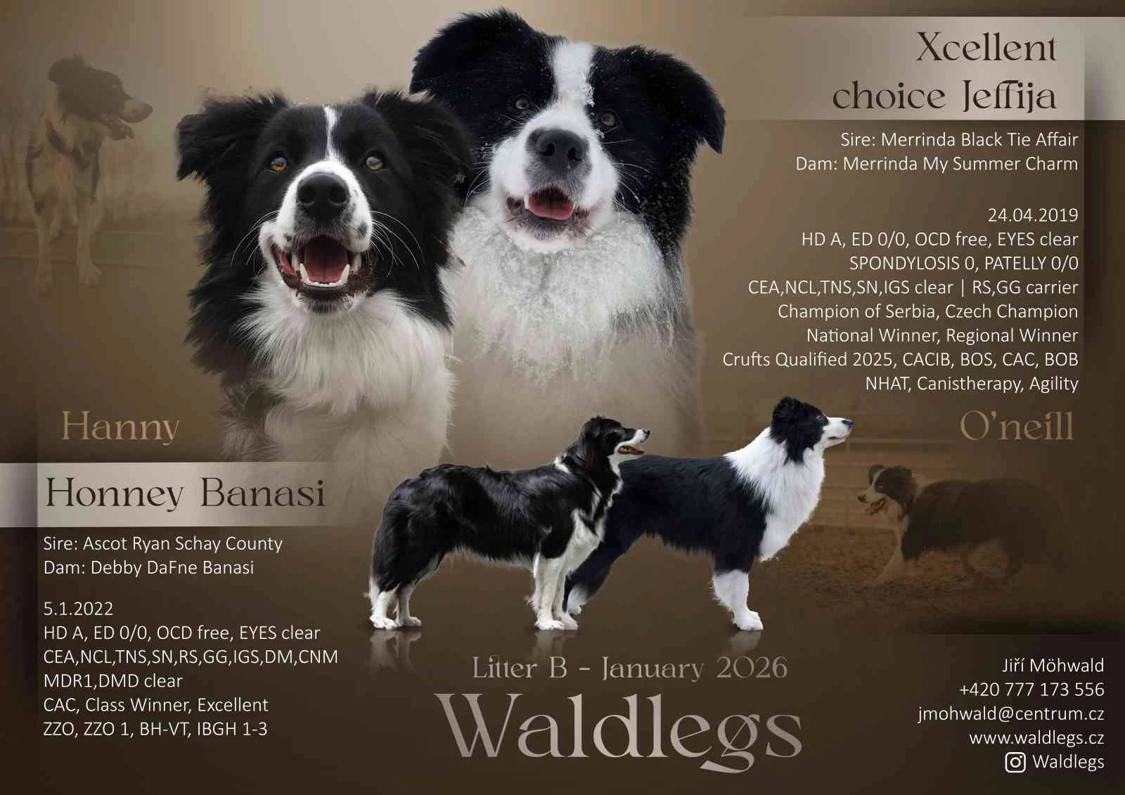 Border kolie štěňata s PP