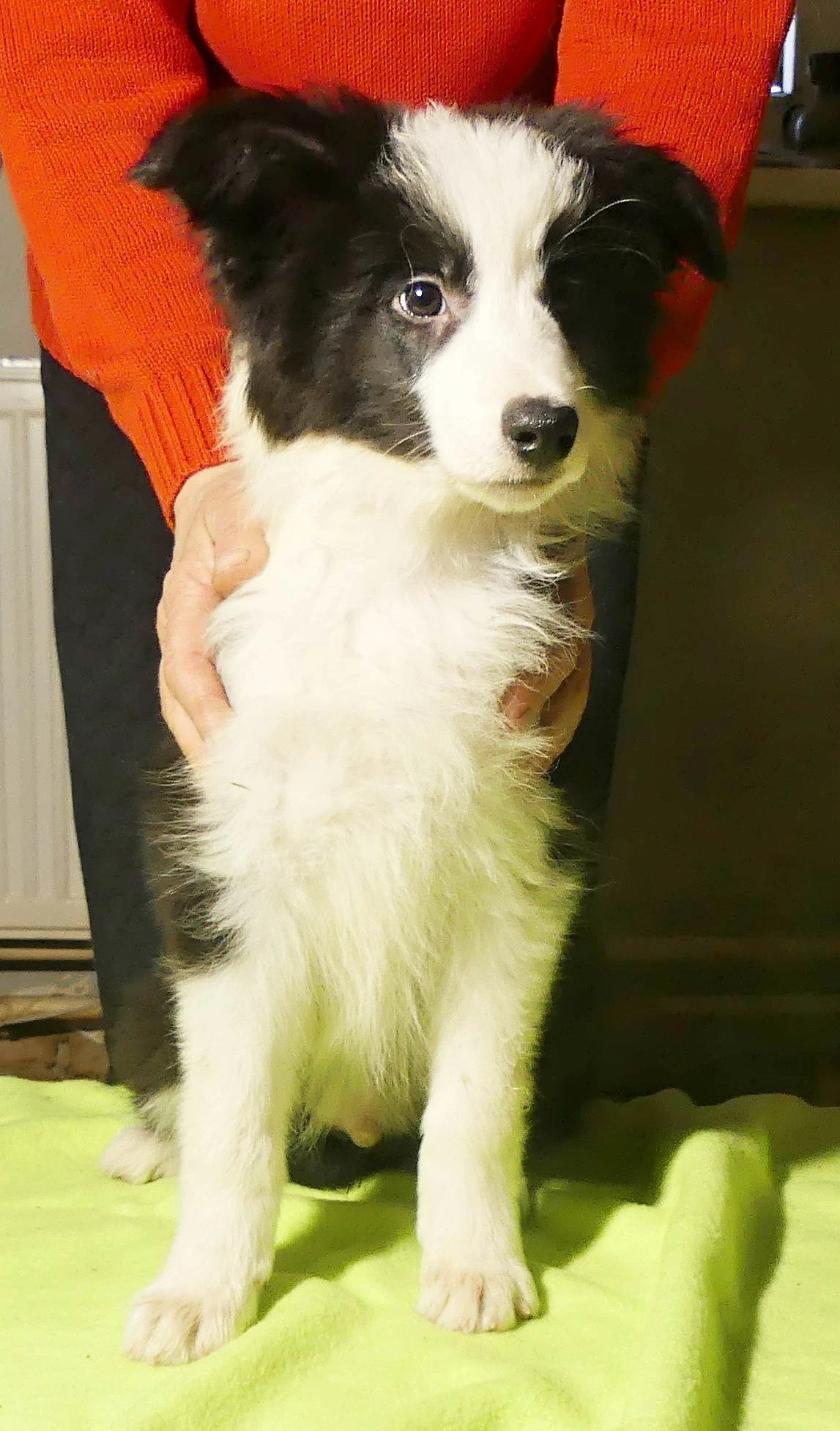 Černobílý pejsek border kolie s PP