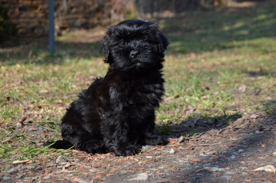 Havanský psík s PP - pejsek k odběru