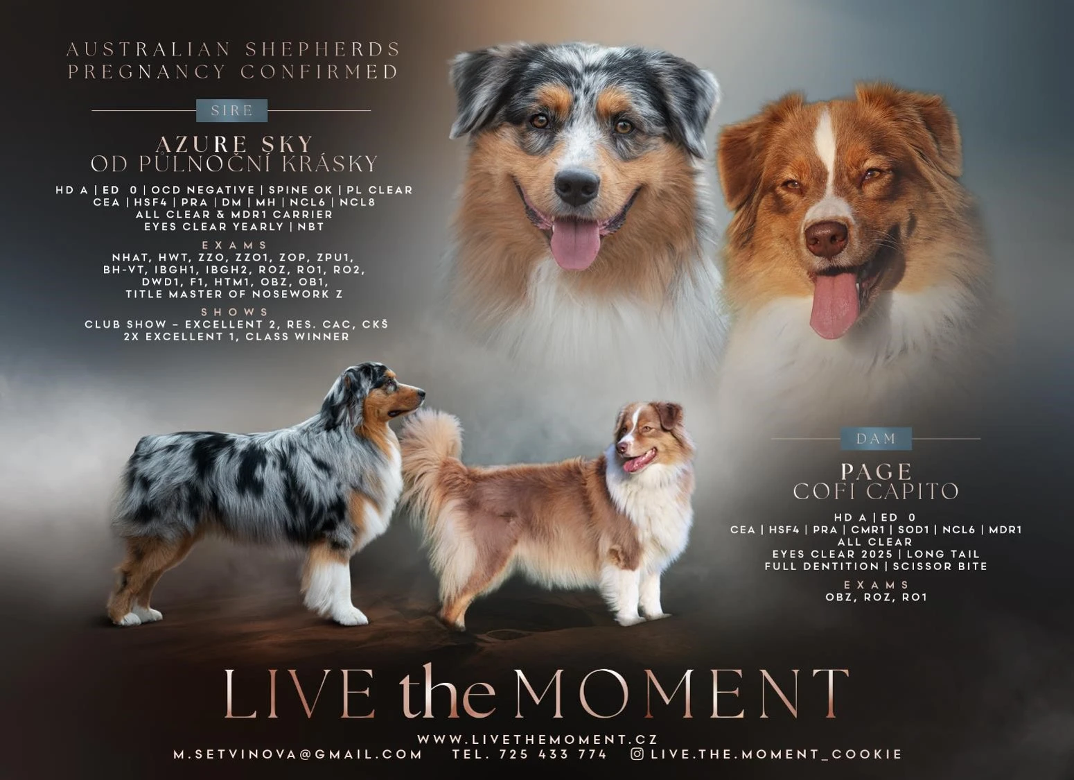 Australský ovčák štěňátka s PP