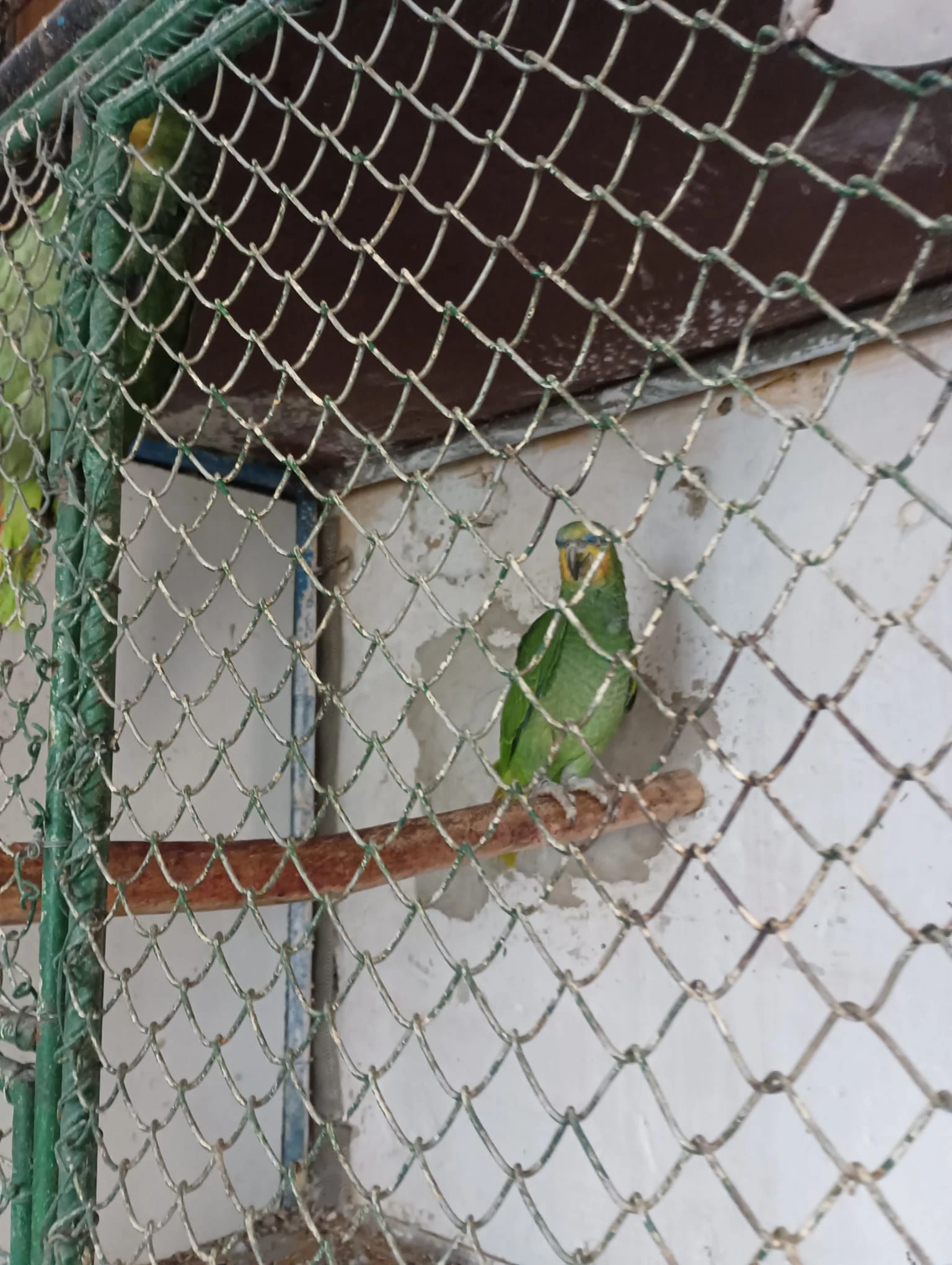 Amazoňan oranžovokřídlý