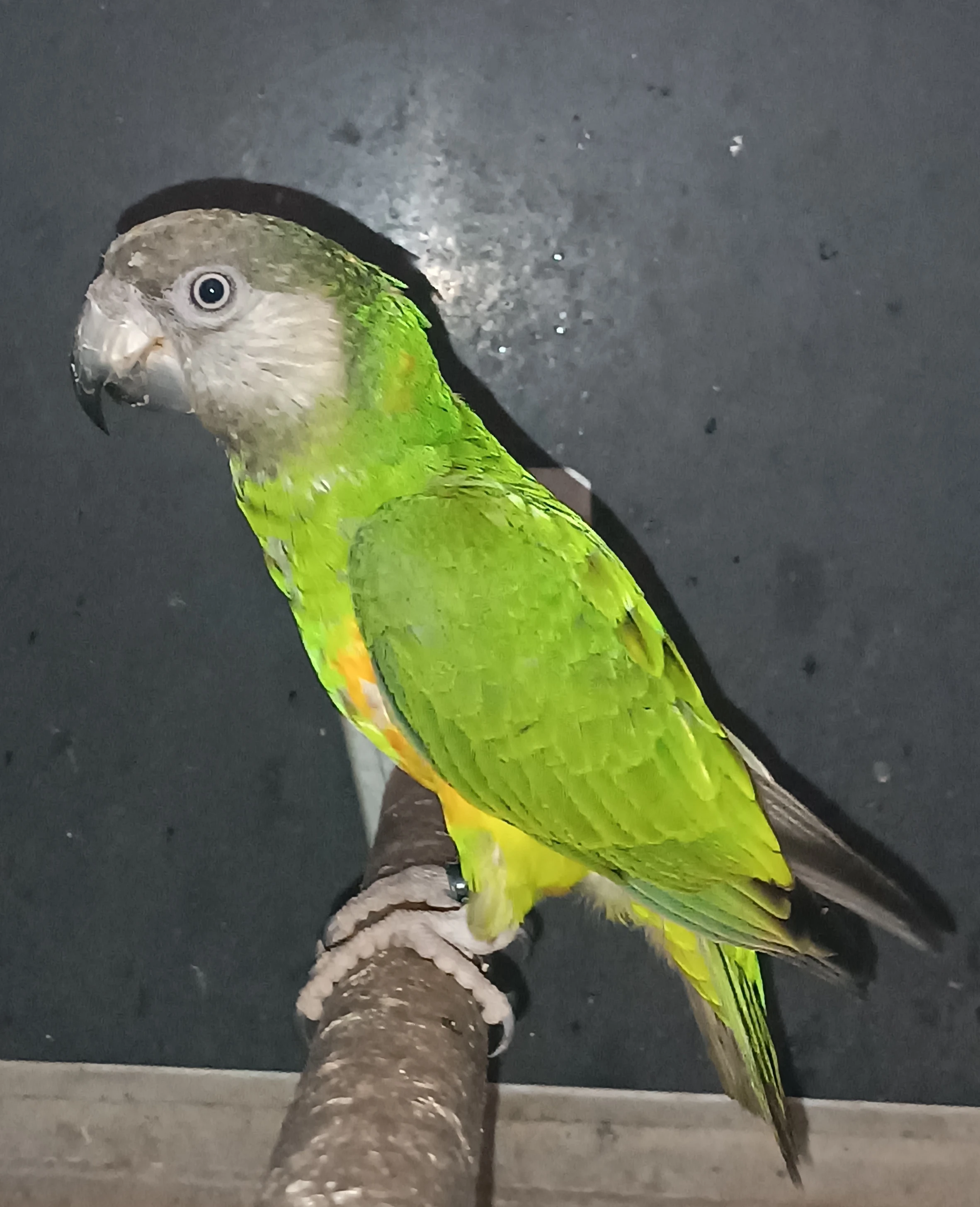 Papoušek senegalský