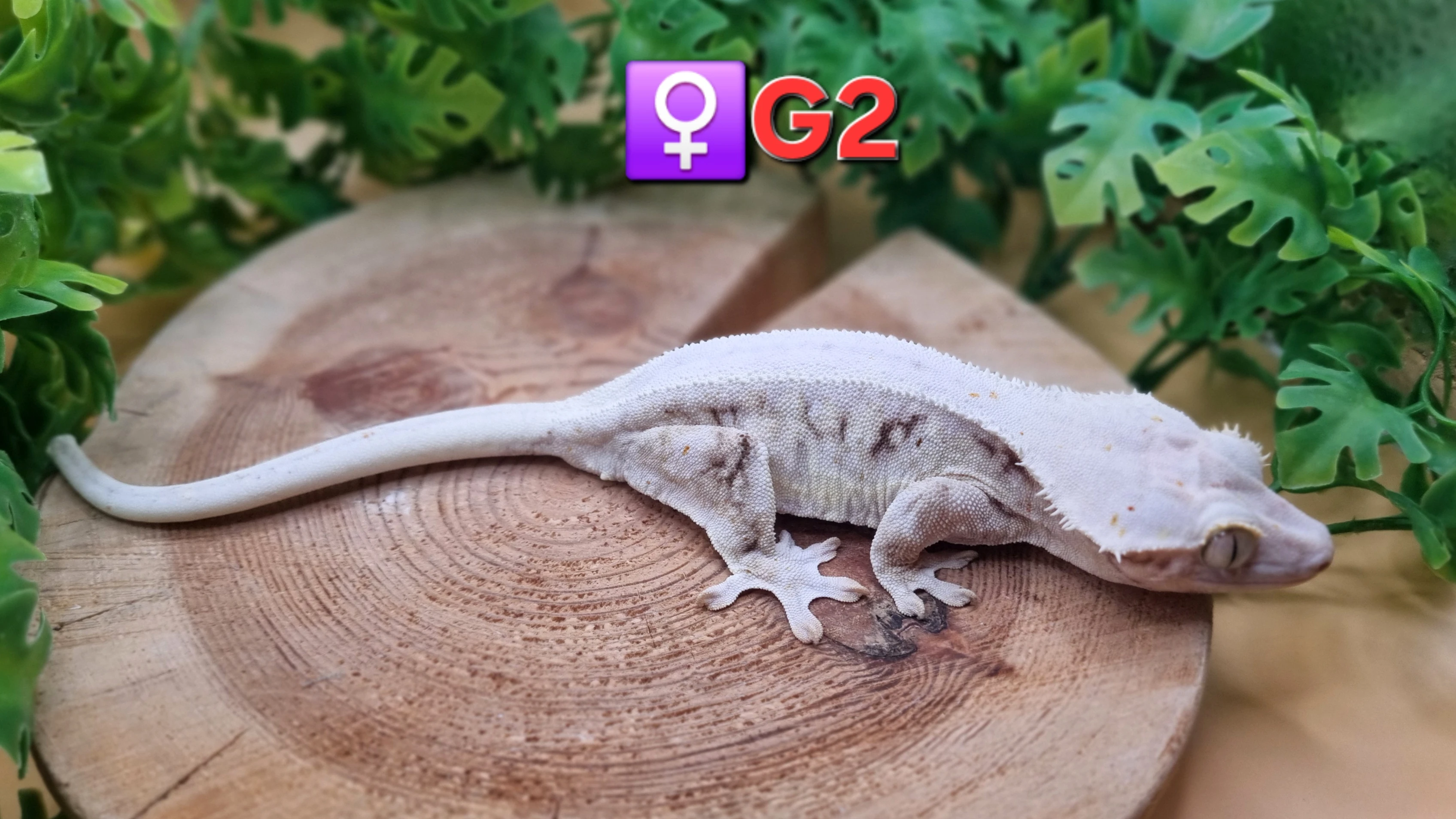 3x samice pagekon řasnatý