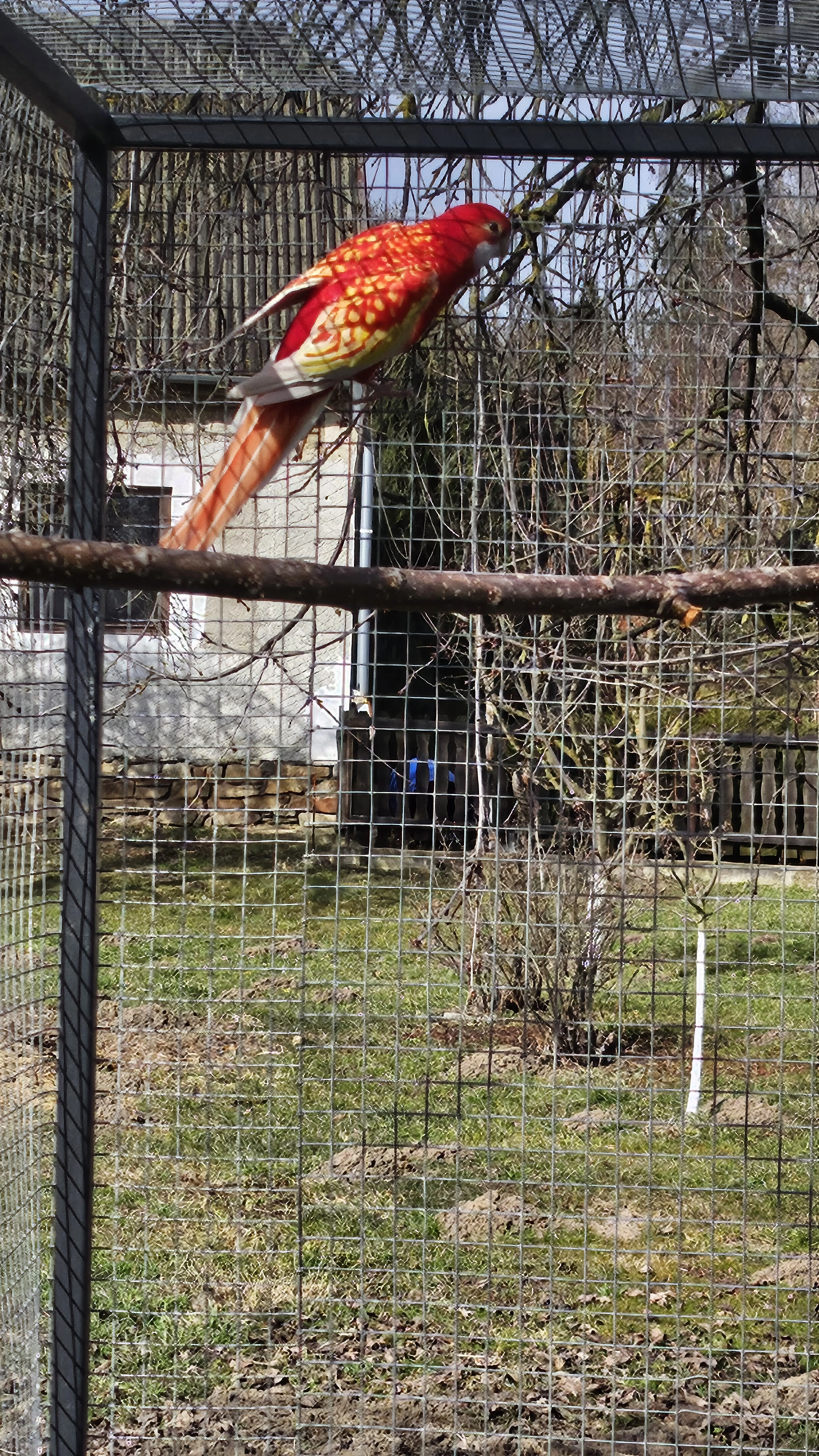 Rosela Pestrá - rubino