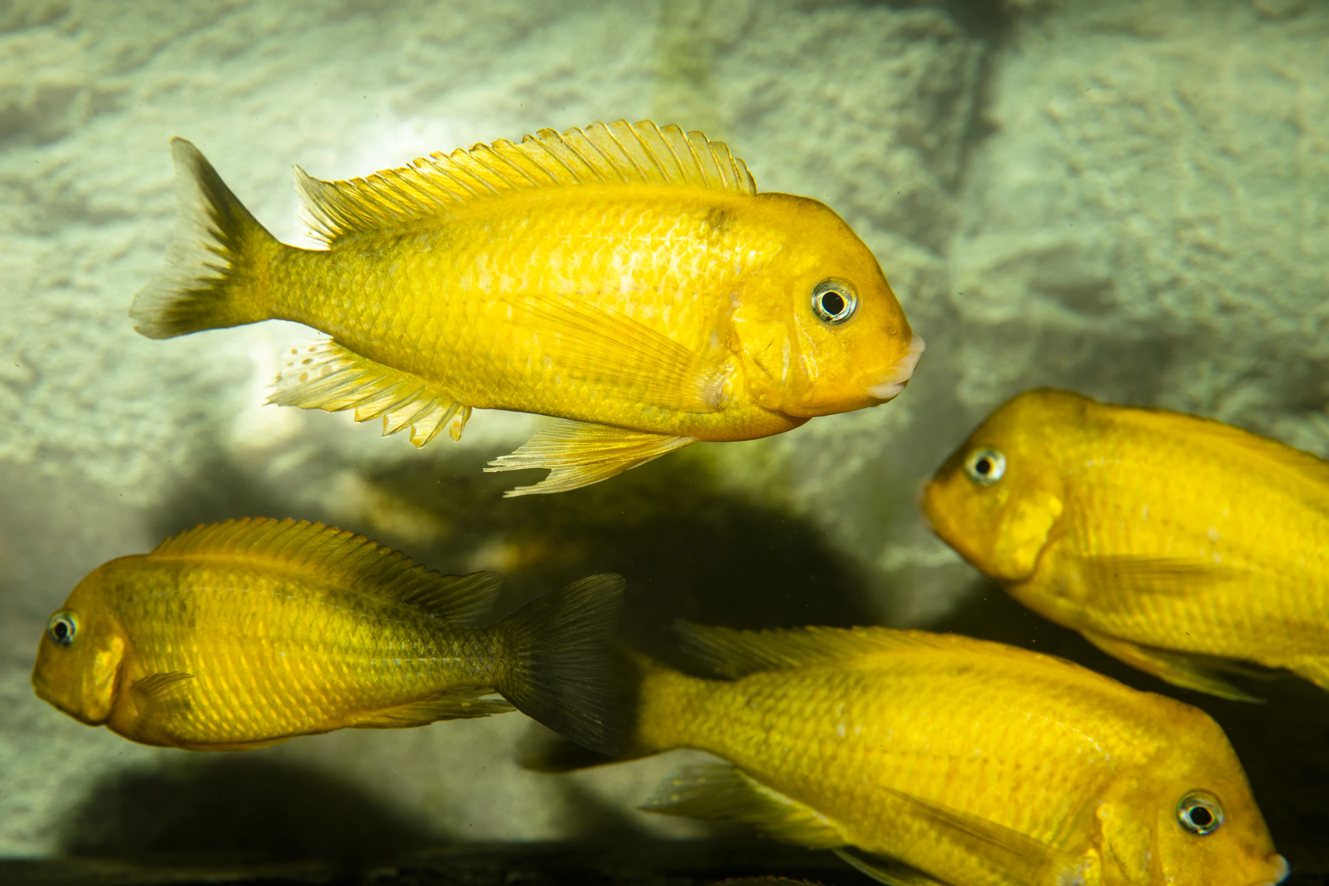 Tropheus sp. black Kiriza Gold