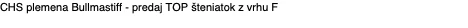CHS plemena Bullmastiff - predaj TOP šteniatok z vrhu F