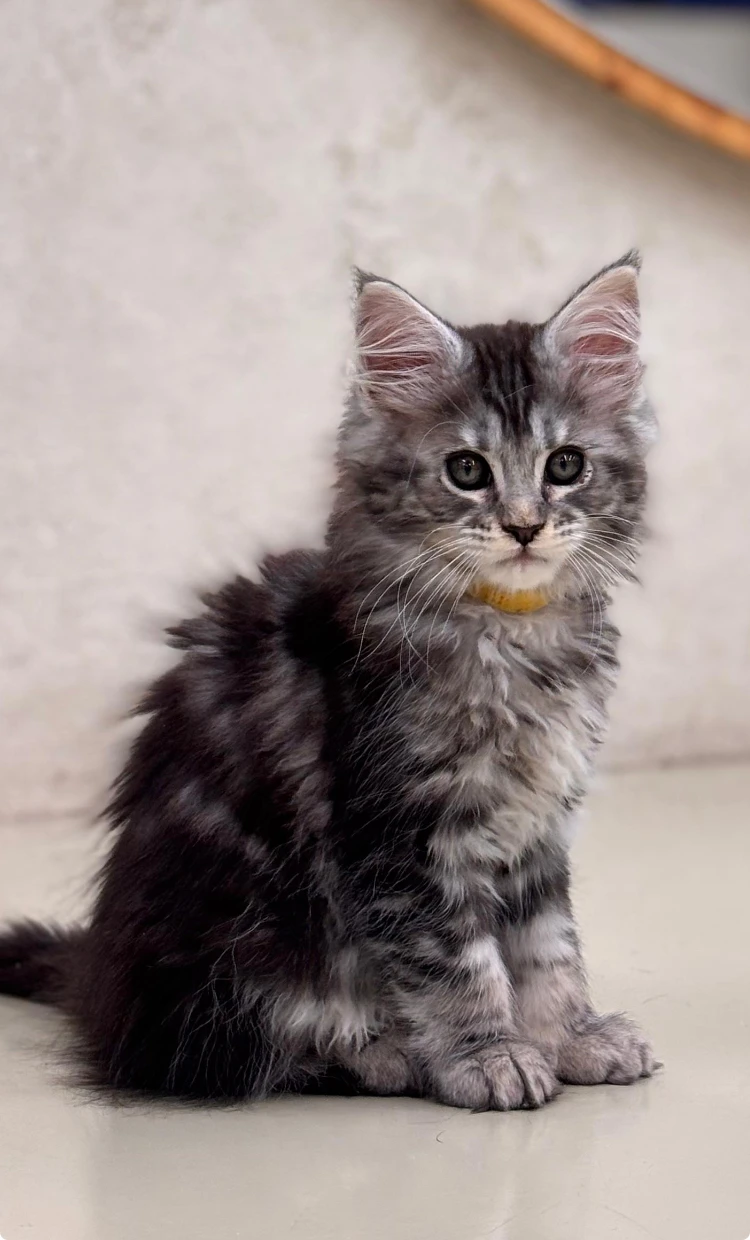 Mainská mývalí kočka