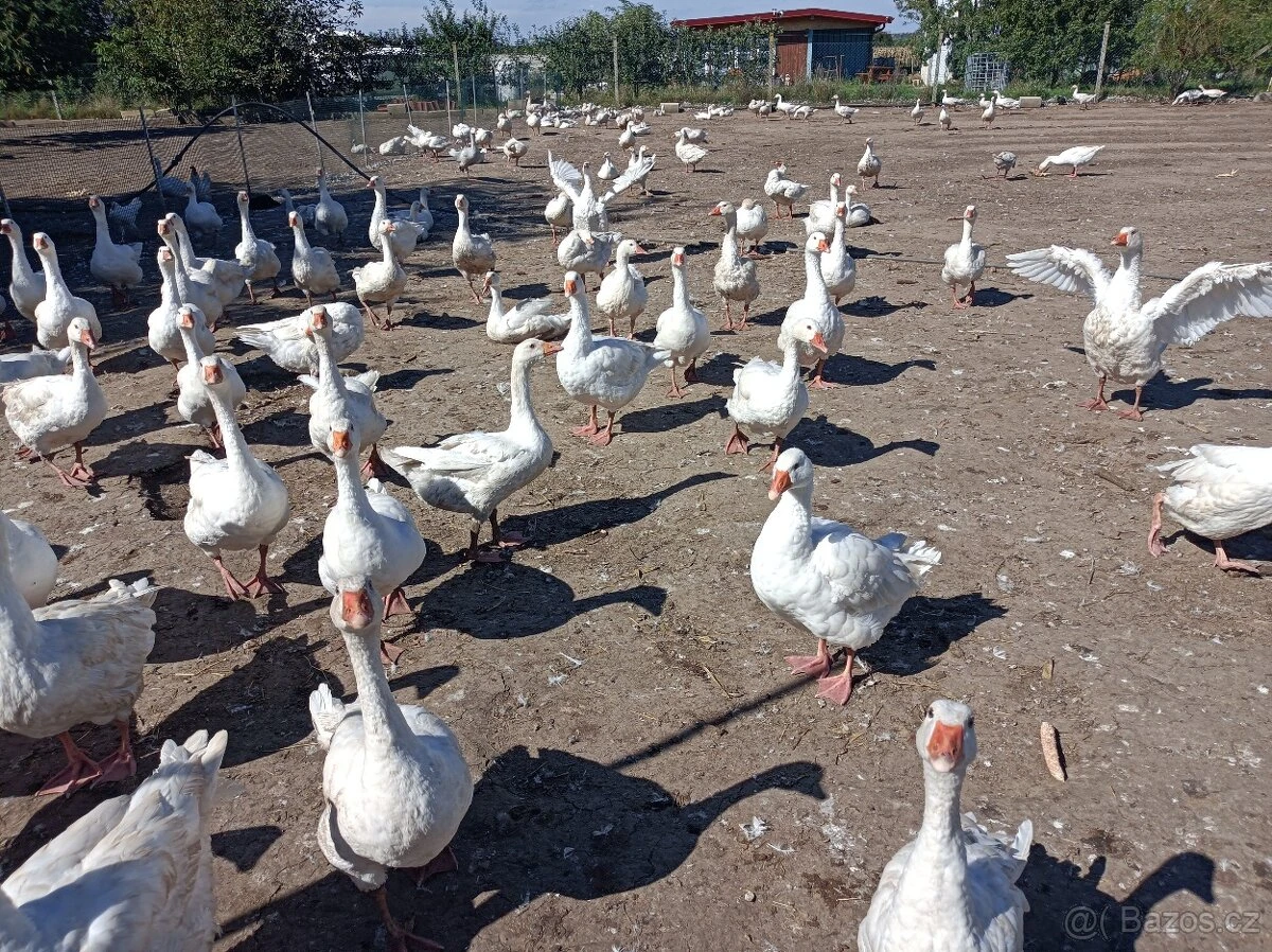 Houseři husy bílé německé nosné