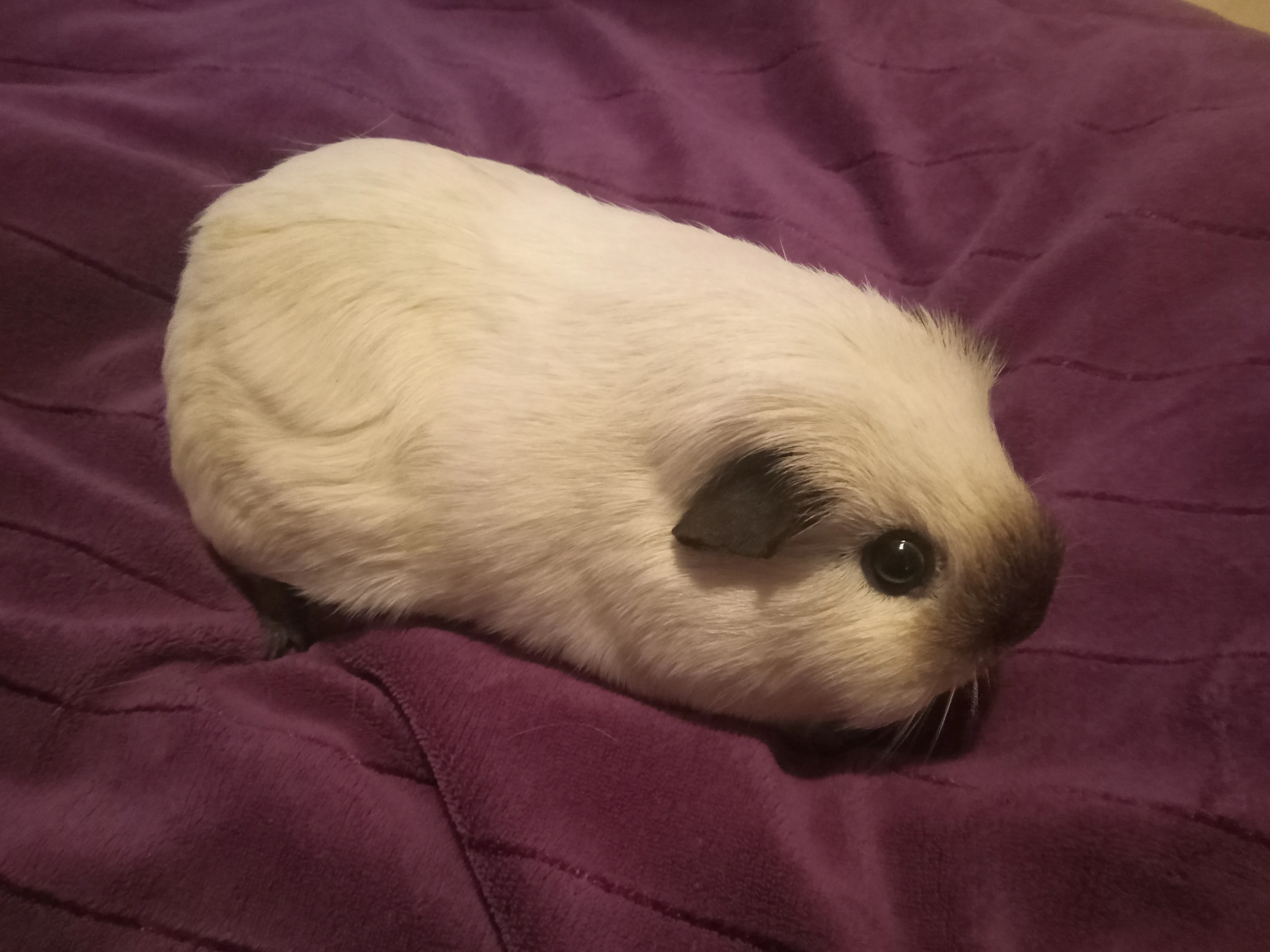 Koupím samce morčete