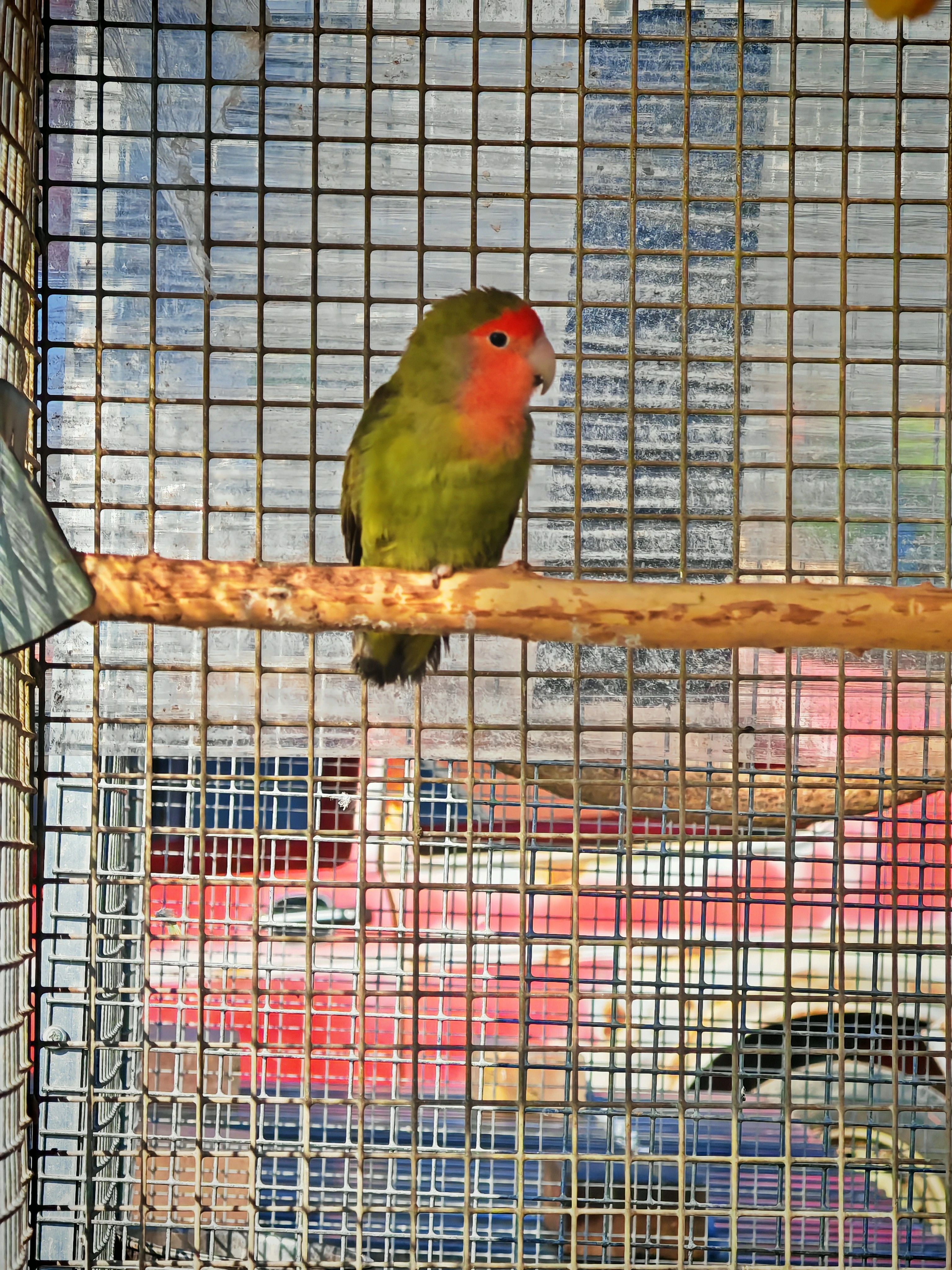 Agapornis růžohrdlý samec