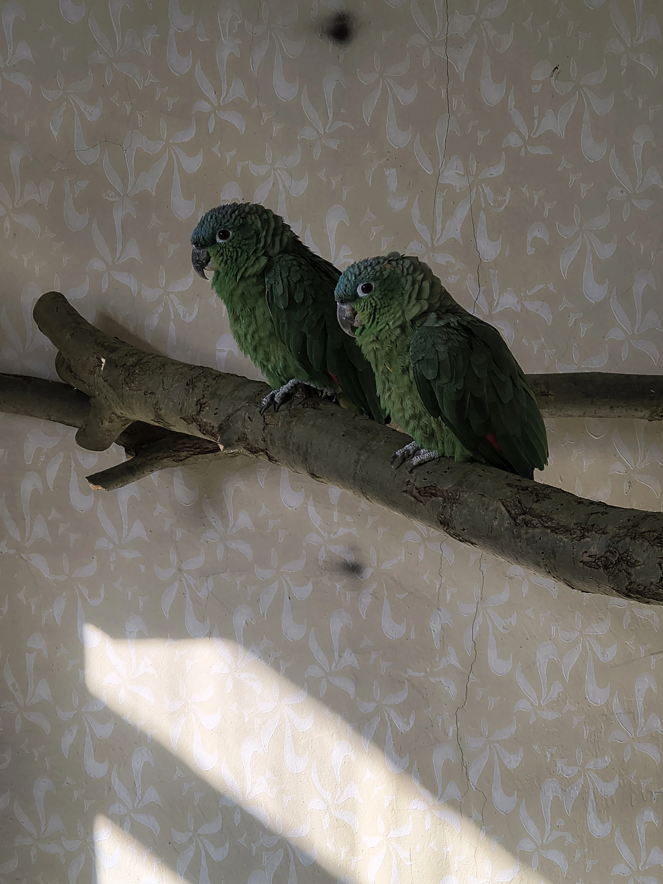 Amazoňan pomoučený podr. gautemalea, virinticeps