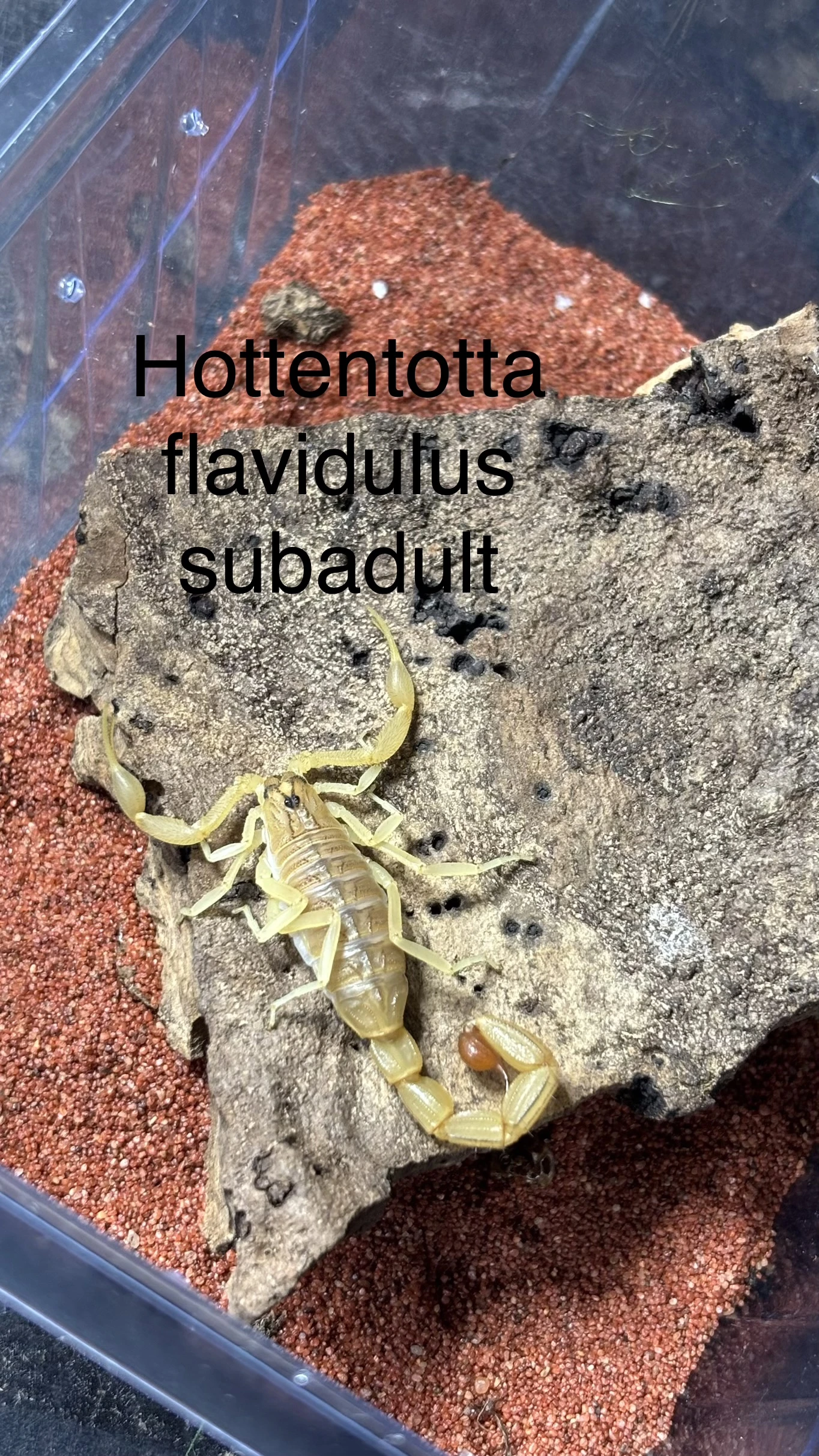 Štíři - aktuální nabídka 13.3.