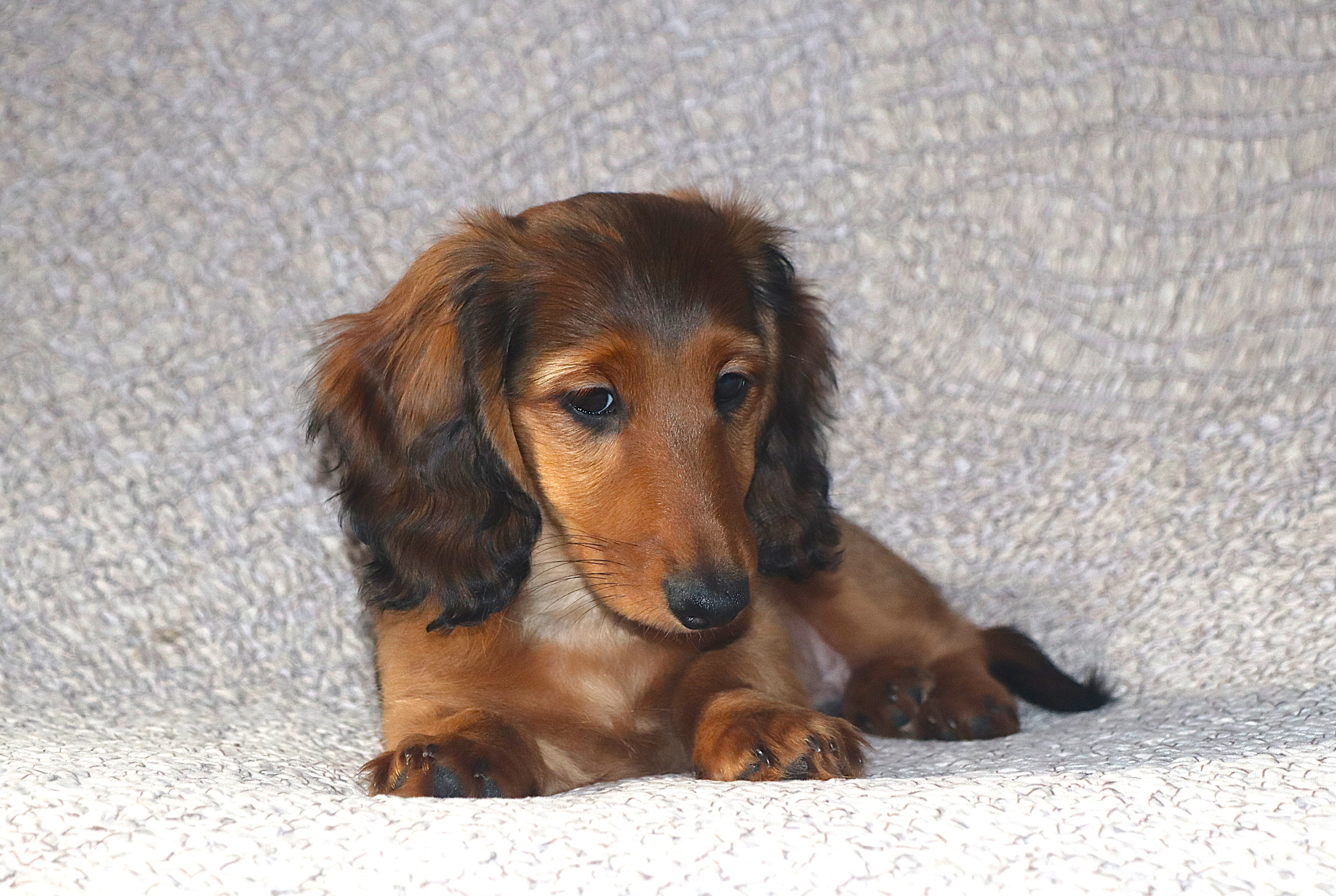 Jezevčík trpasličí dlouhosrstý