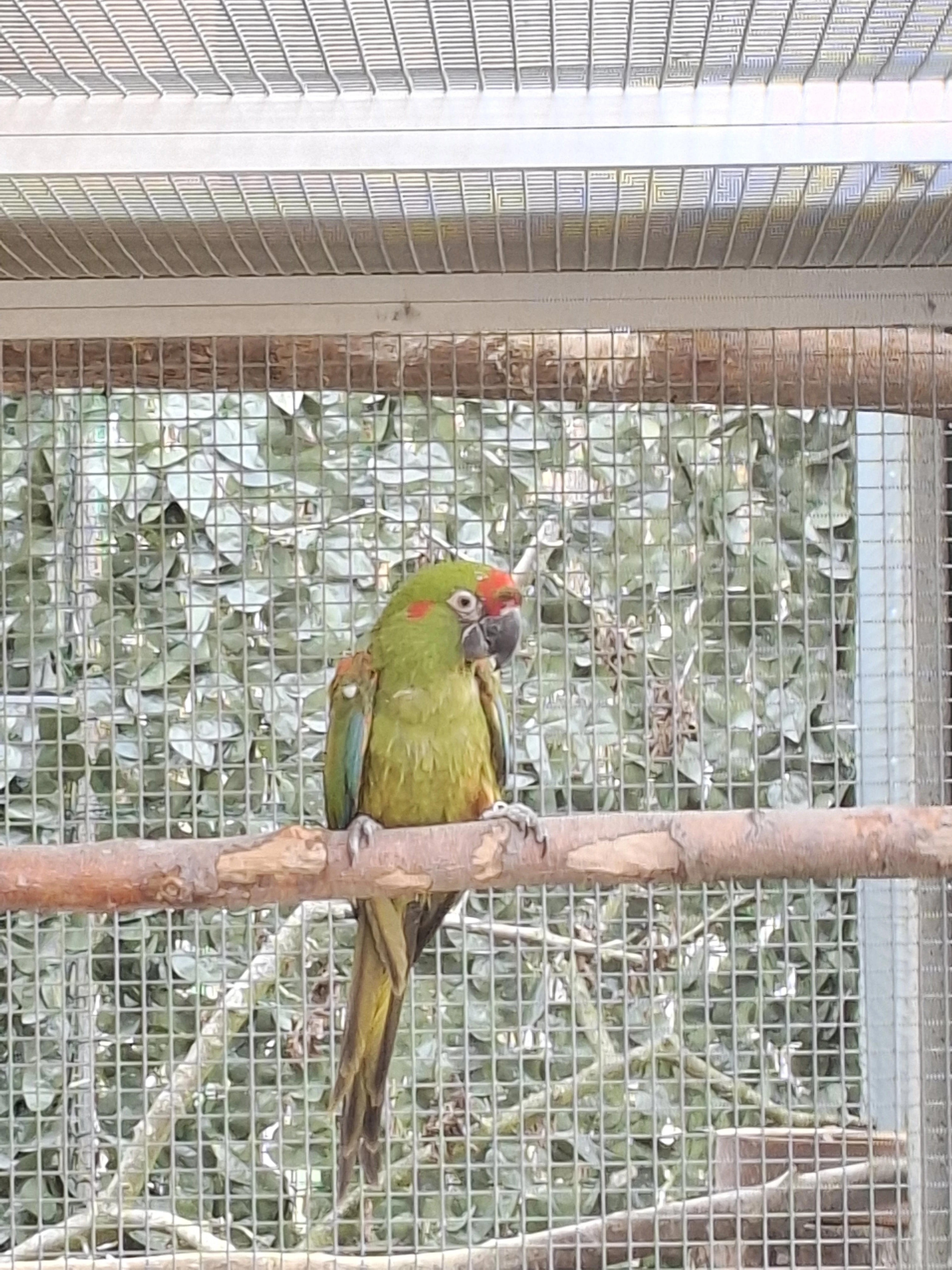 Ara rubrogenys-červenouchá