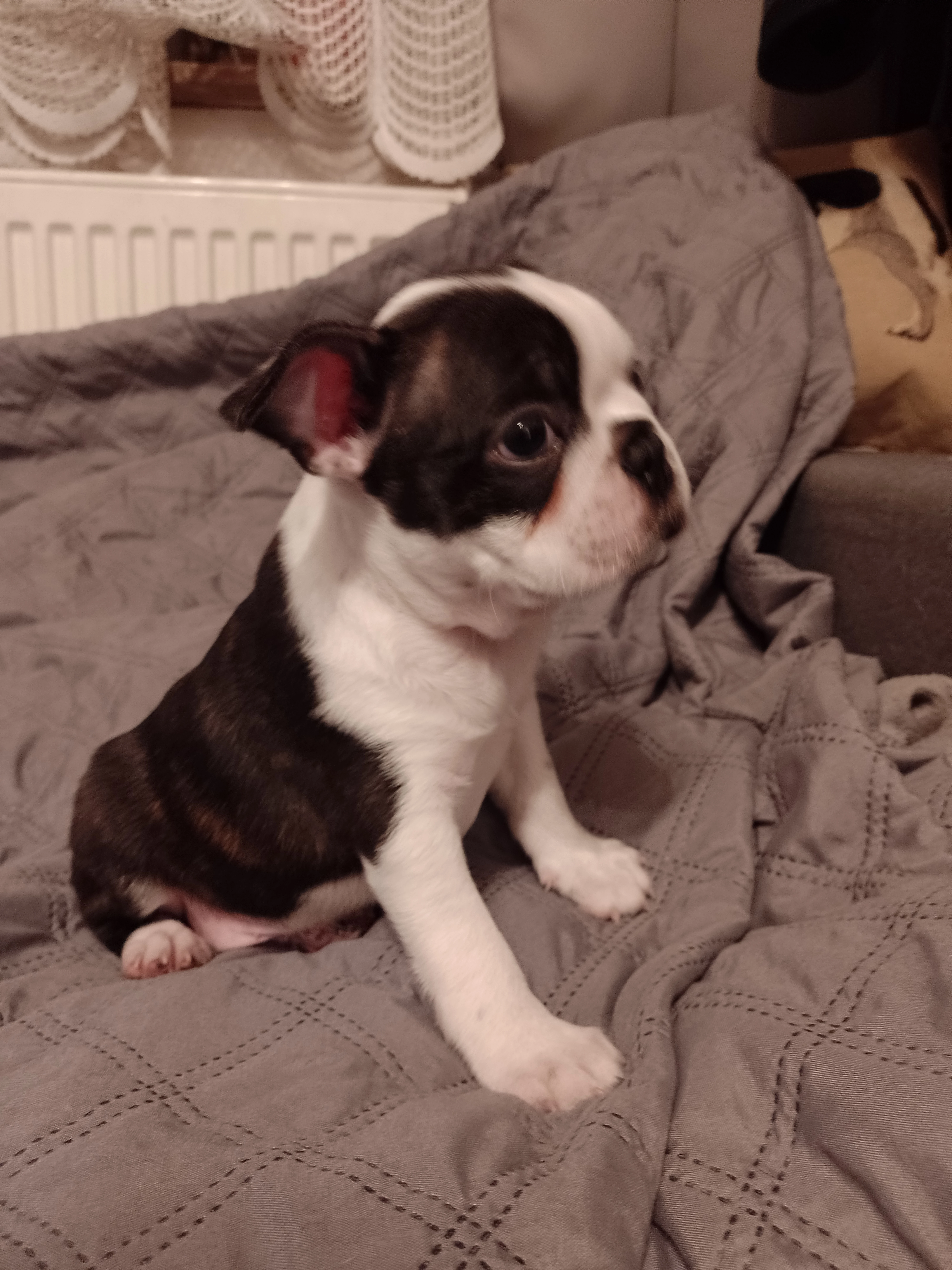 Bostonský teriér štěňátko s PP FCI