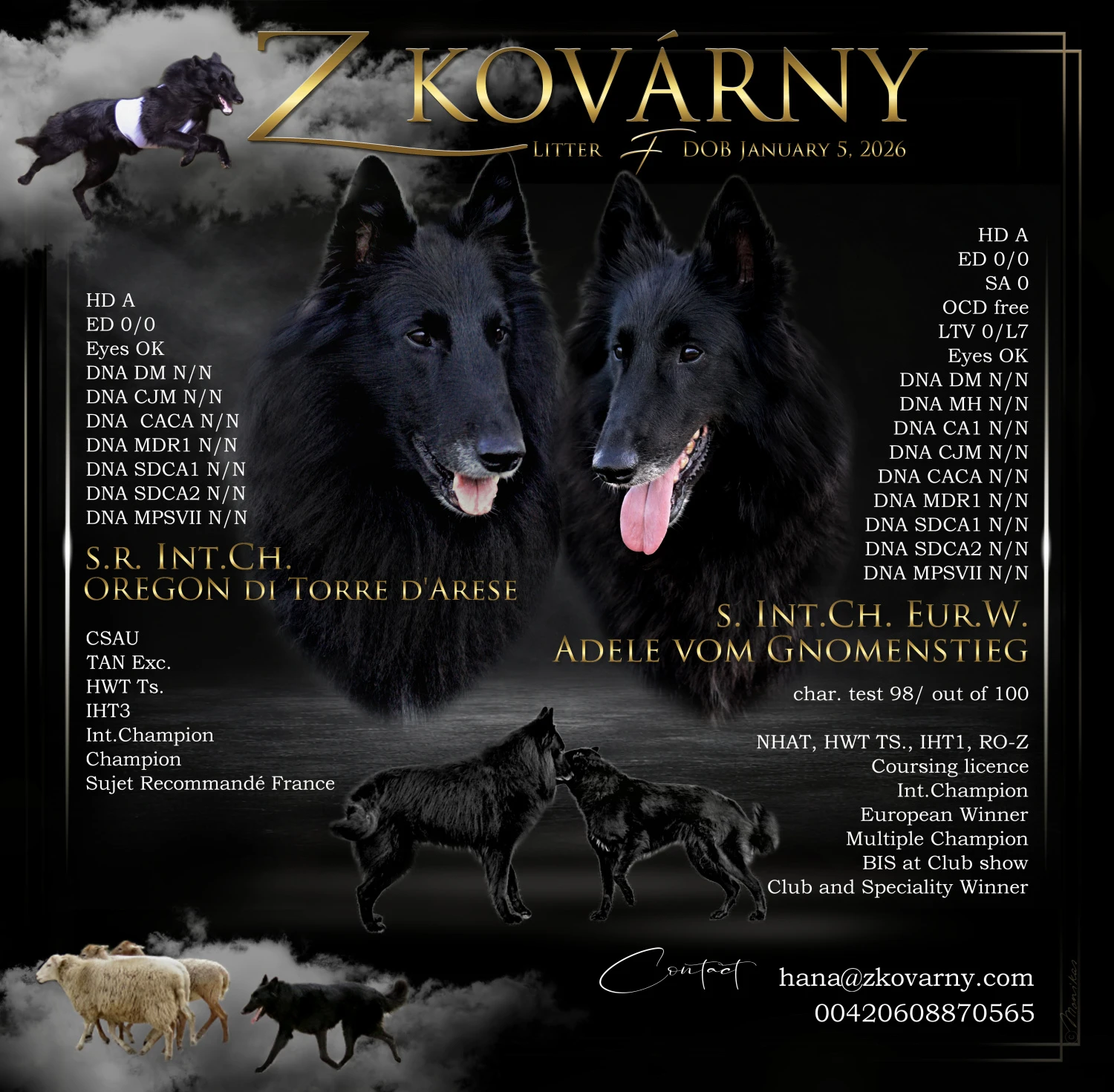 Belgický ovčák - Groenendael, pejsek s PP s mimořádnou povahou