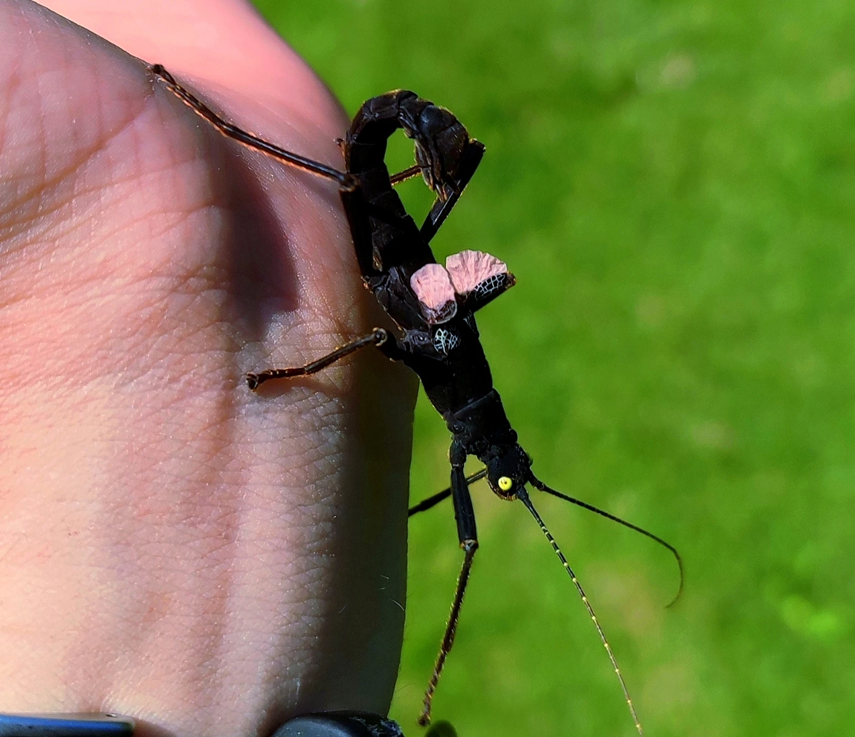 Strašilky Eurycantha horrida a Peruphasma schultei