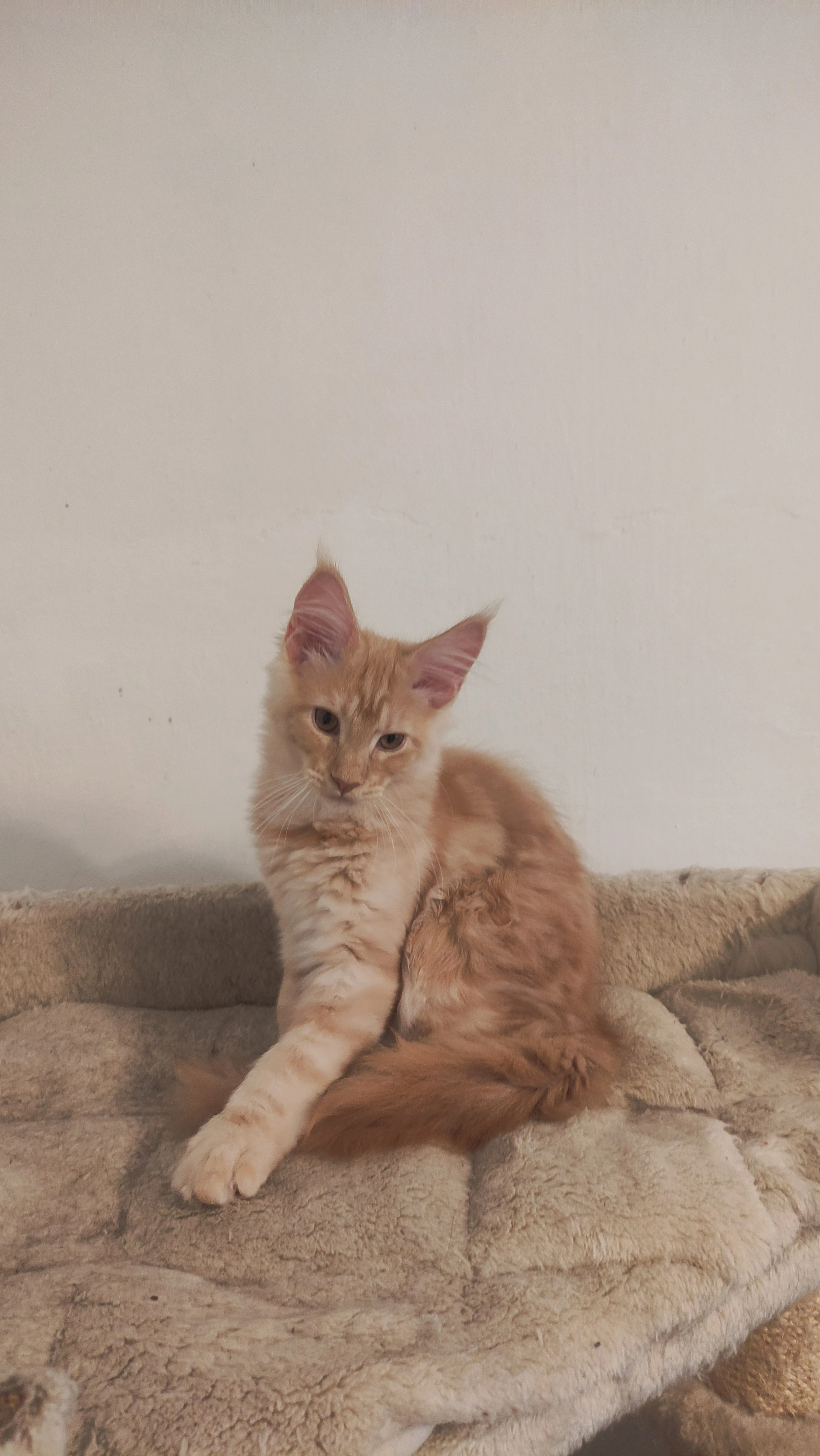 Mainský mývalí kocourek bez PP