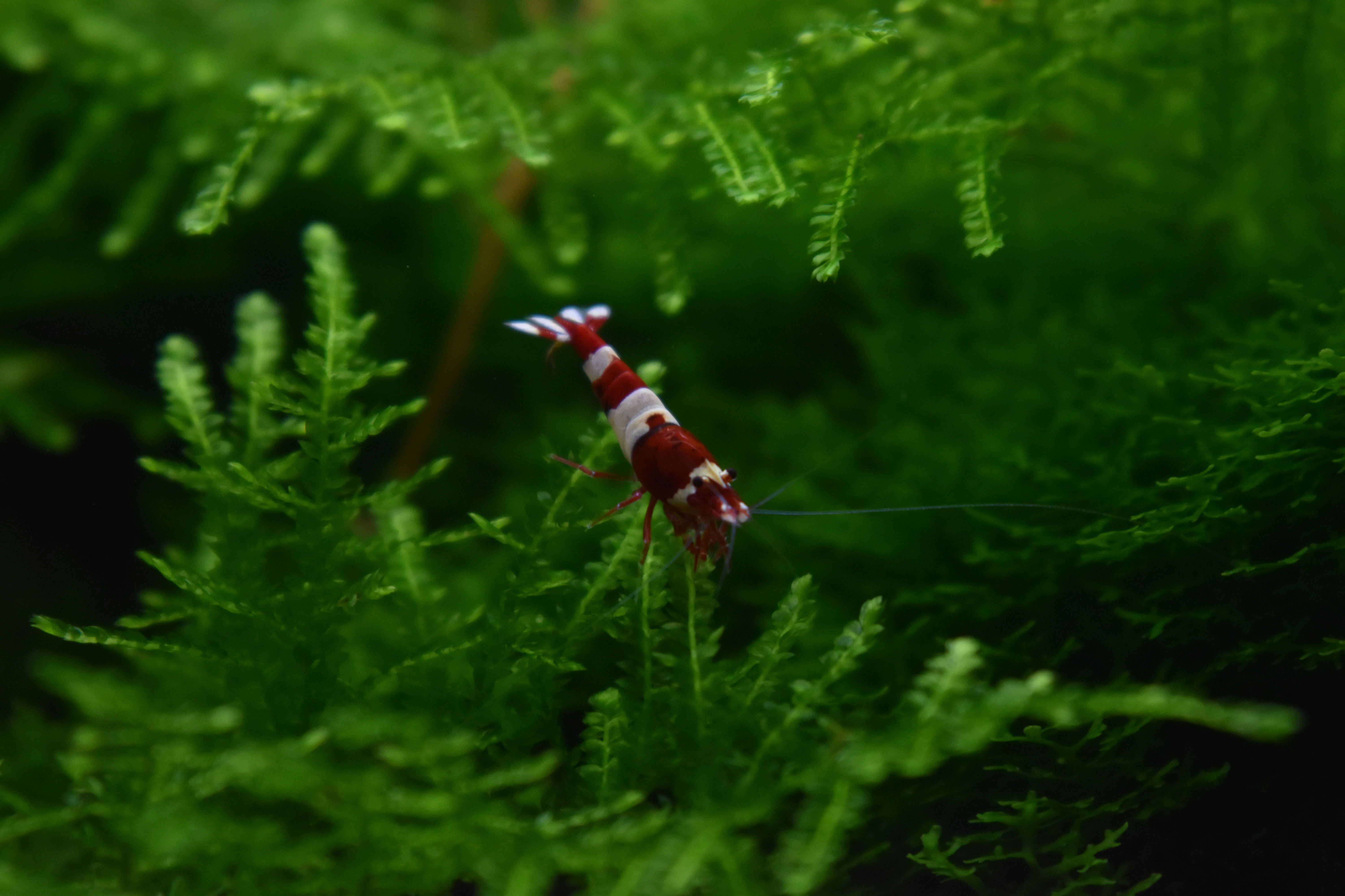 Caridina Red Wine