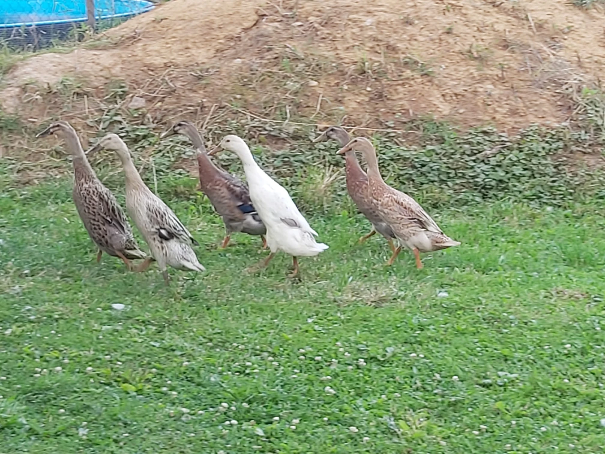 Indický běžec – nejlepší bojovník proti slimákům