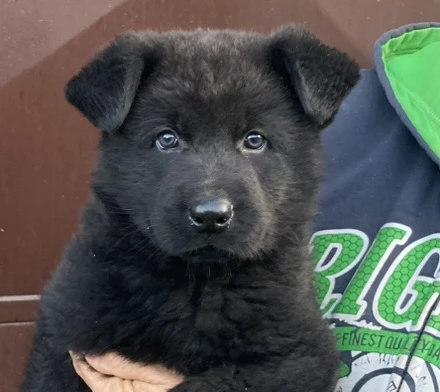 Německý ovčák mohutná fenka ihned k odběru