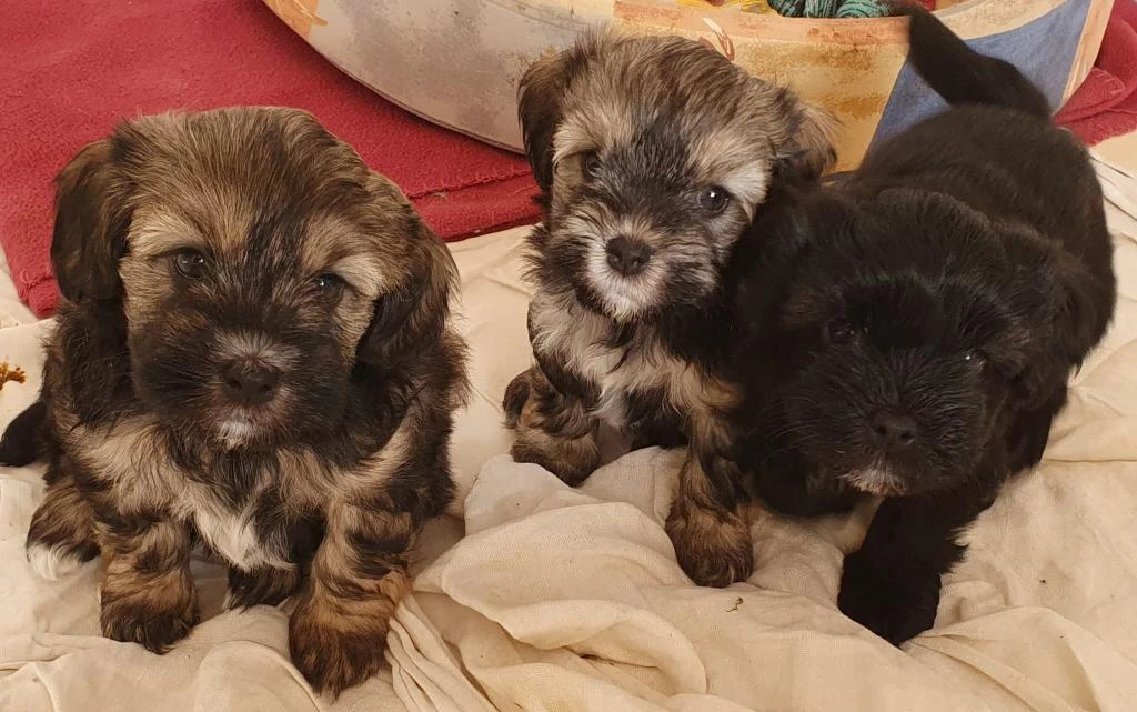 Lvíček - štěňata s PP