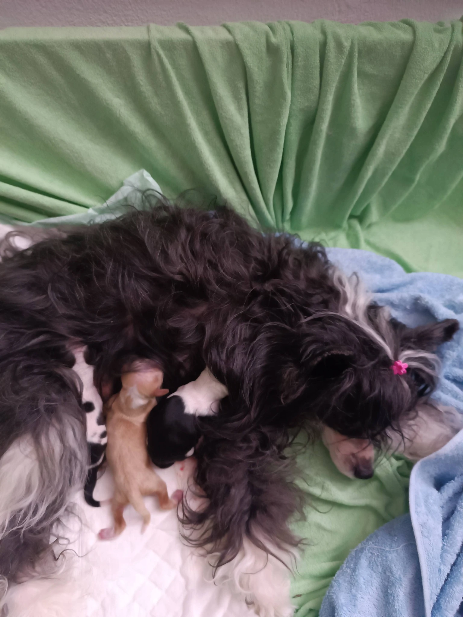 Čínský chocholatý pes