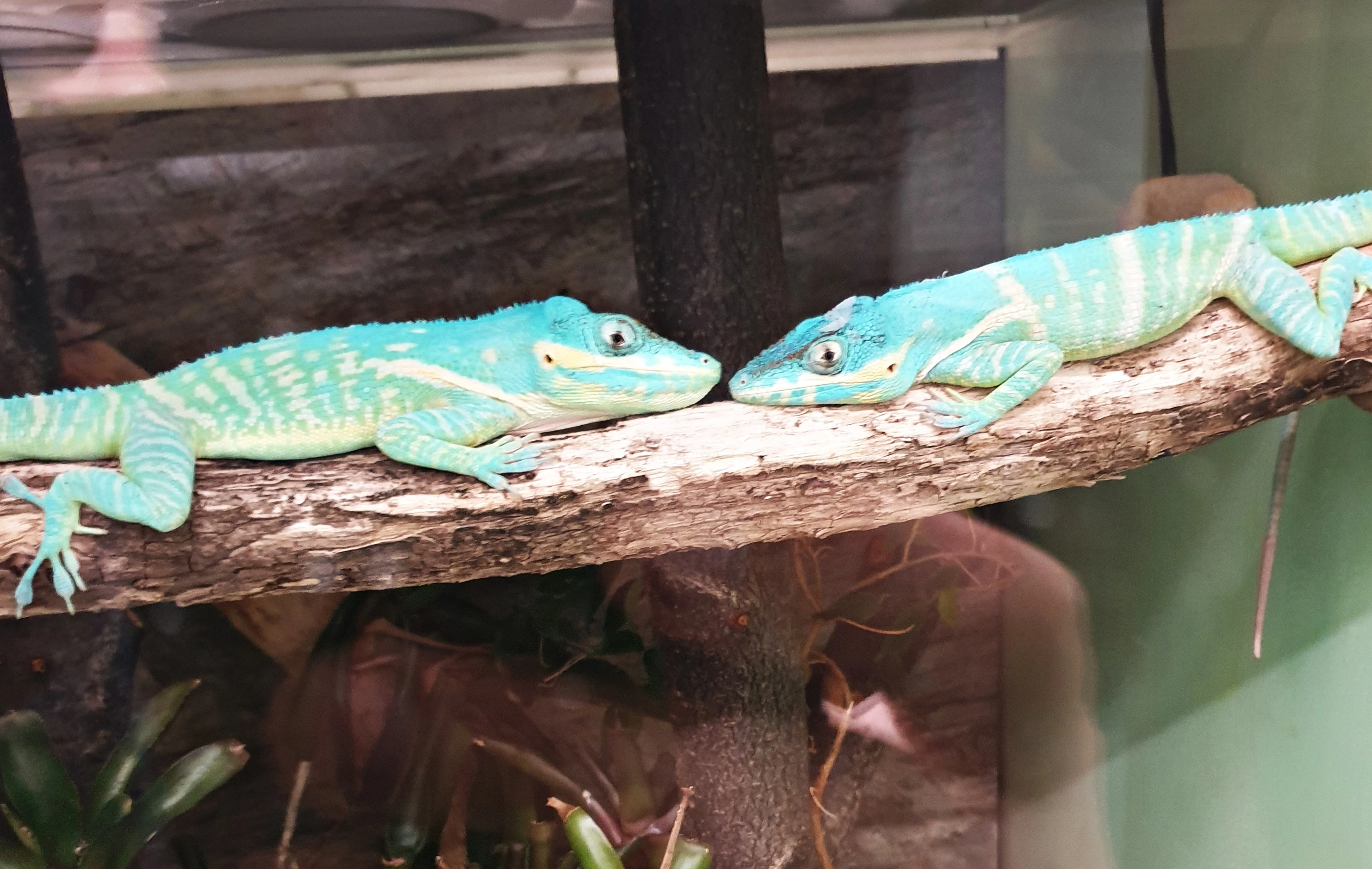 Anolis equestris potior