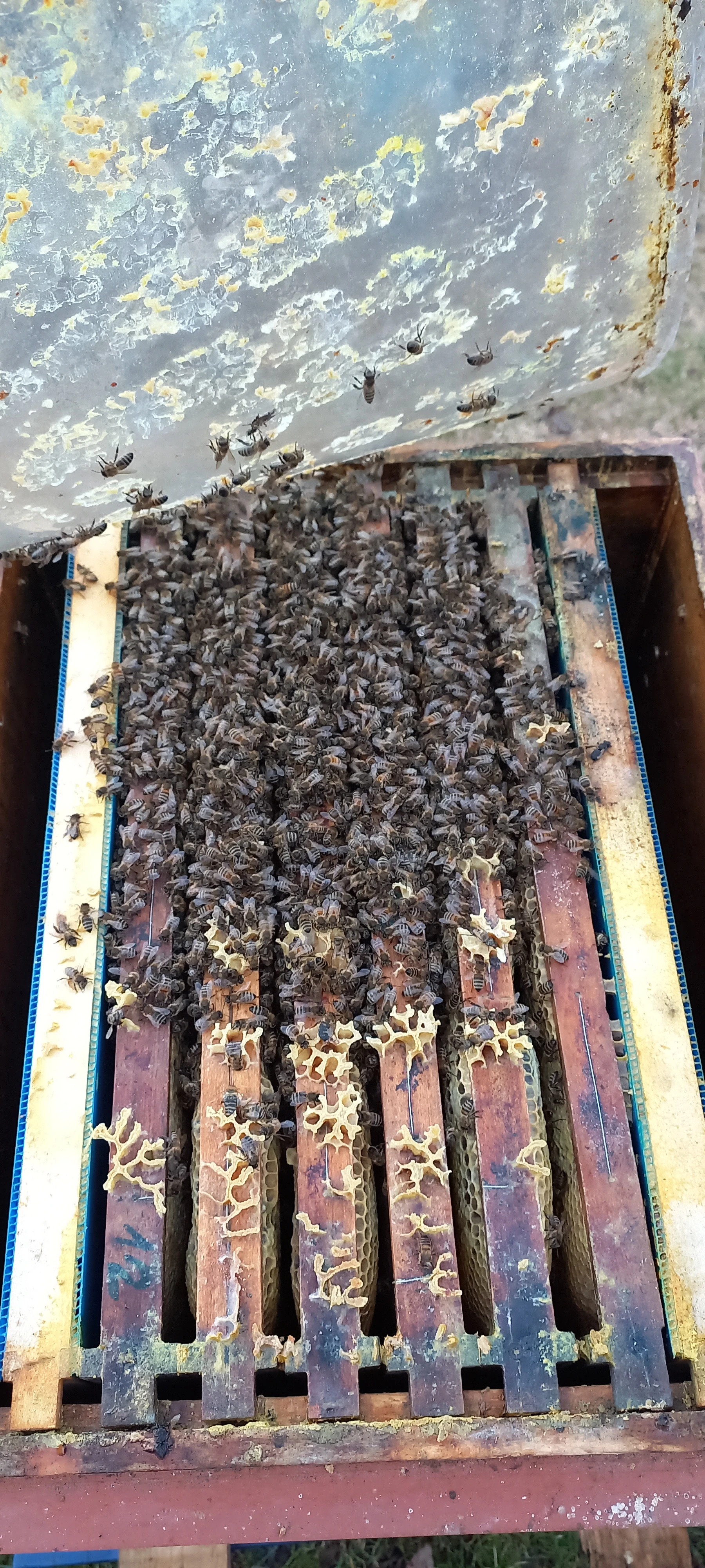 Langstroth 285 Jumbo vyzimovaná mladá včelstva