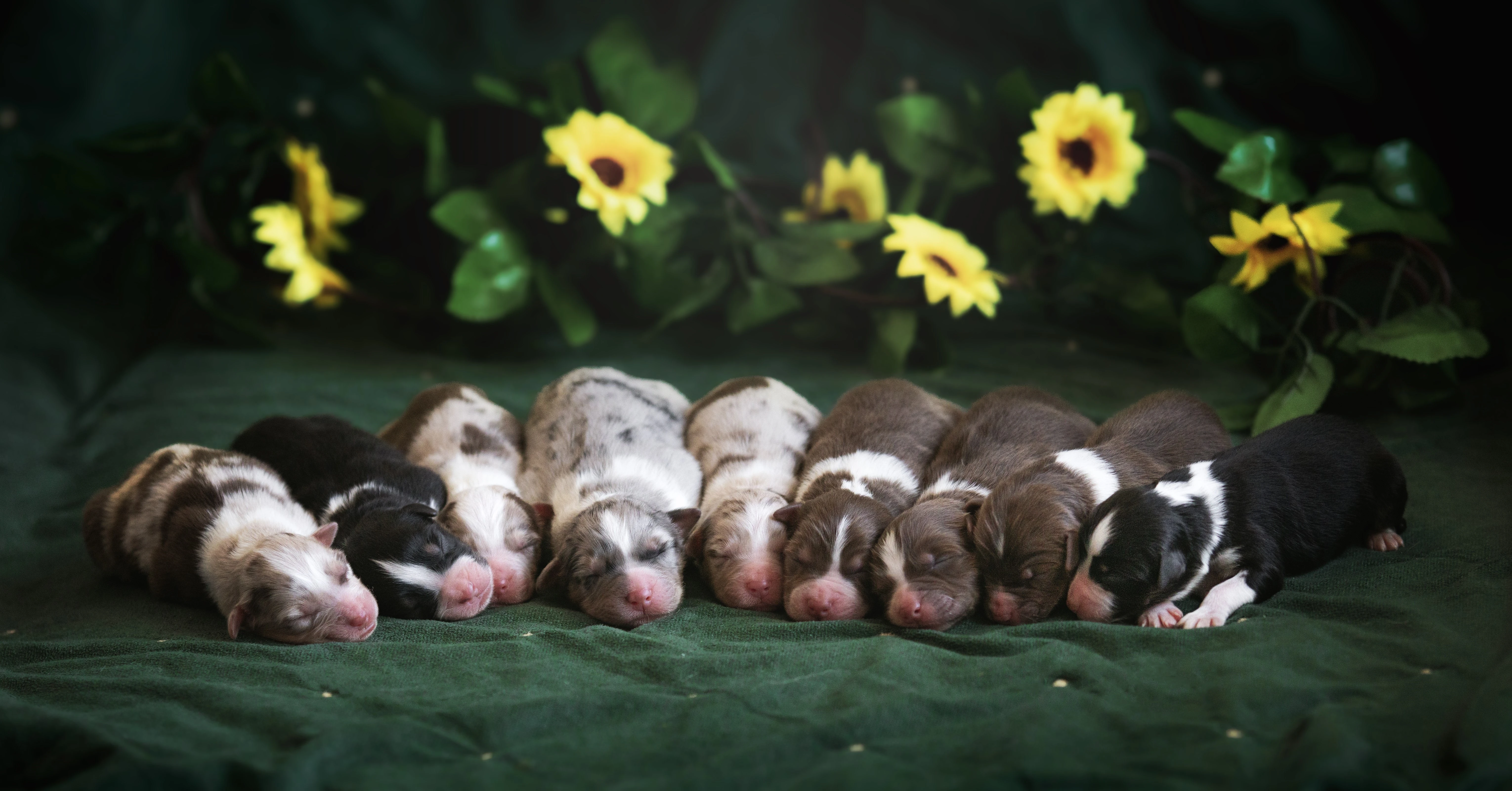 Nabízím volné štěnátka