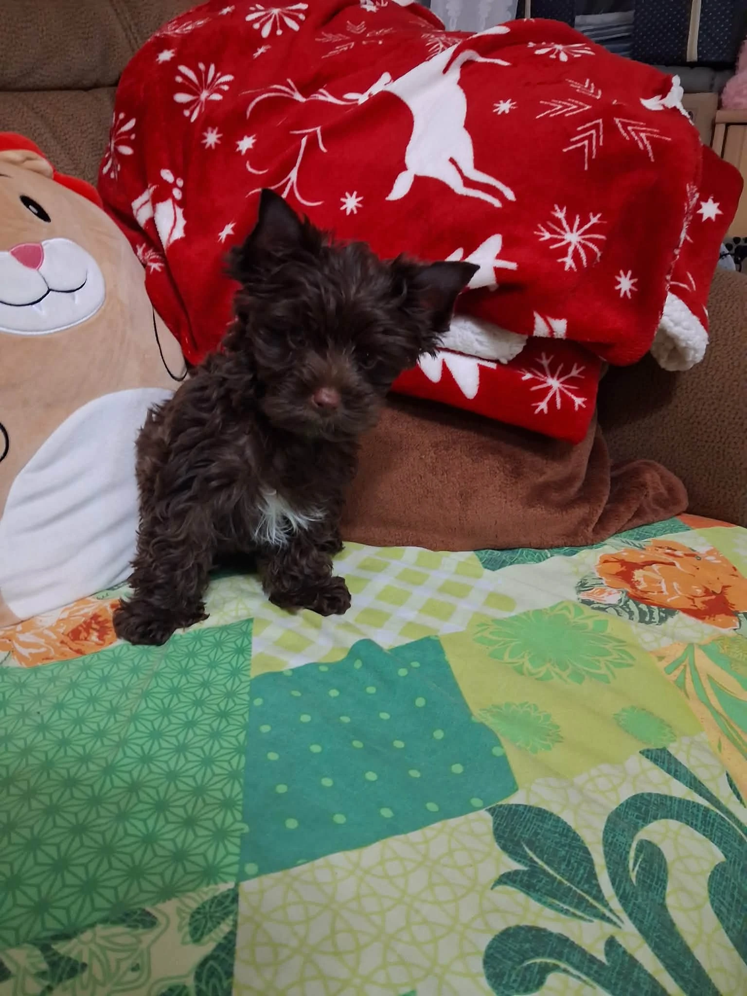 Pejsek s PP - Chocolate yorkshirre terrier