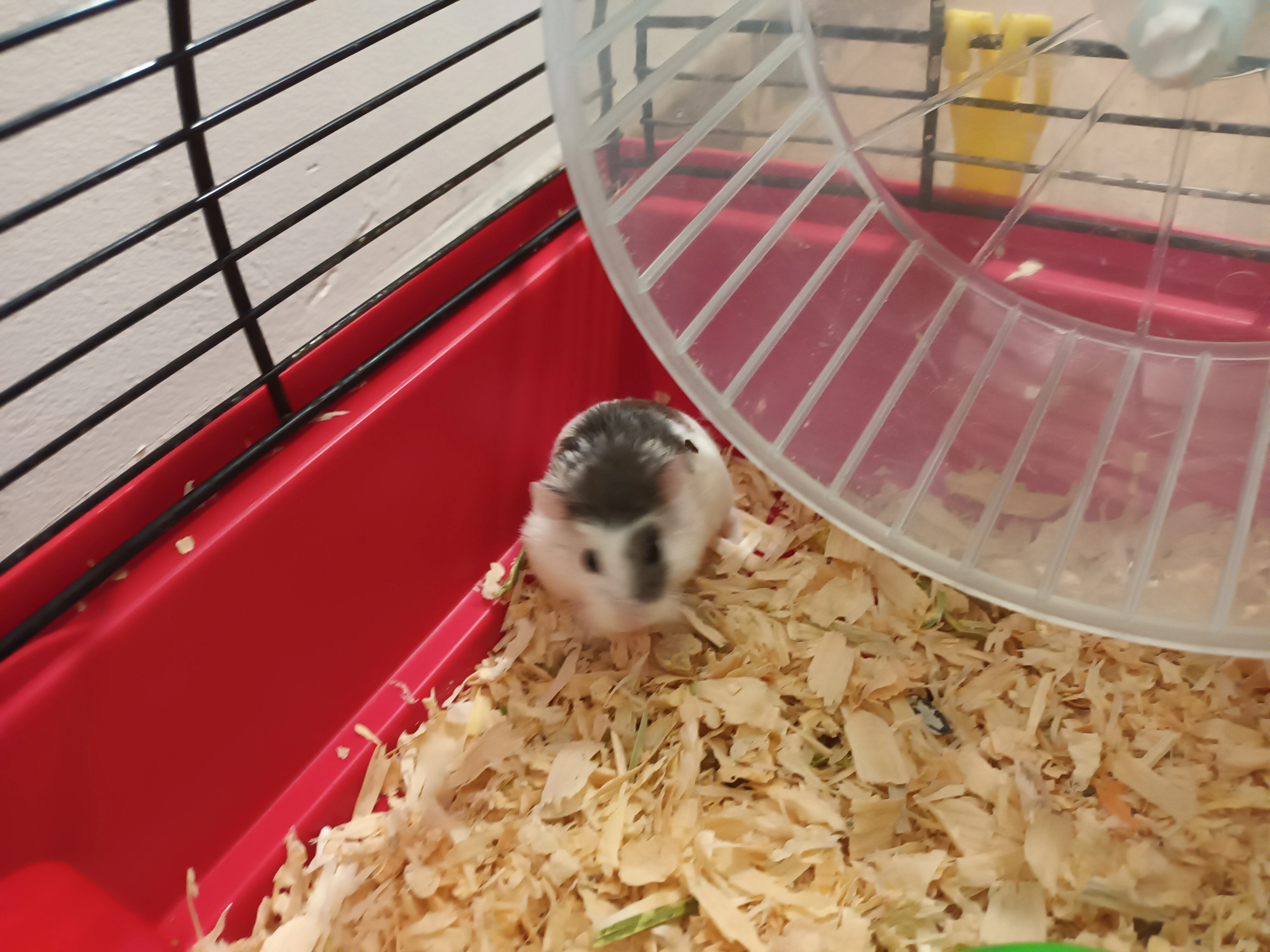 Daruji křečka roborovskeho